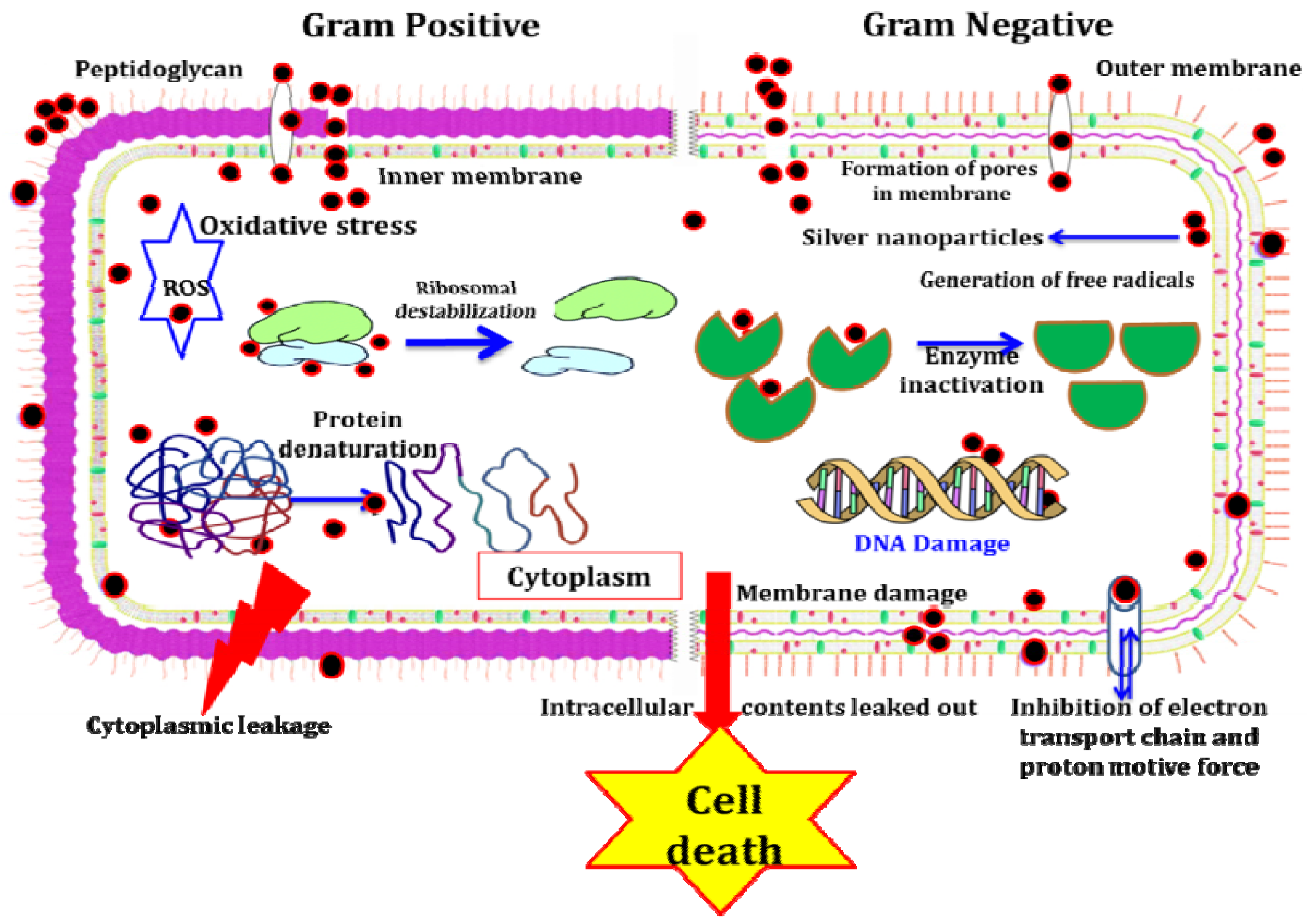 Biomolecules 11 00535 g012