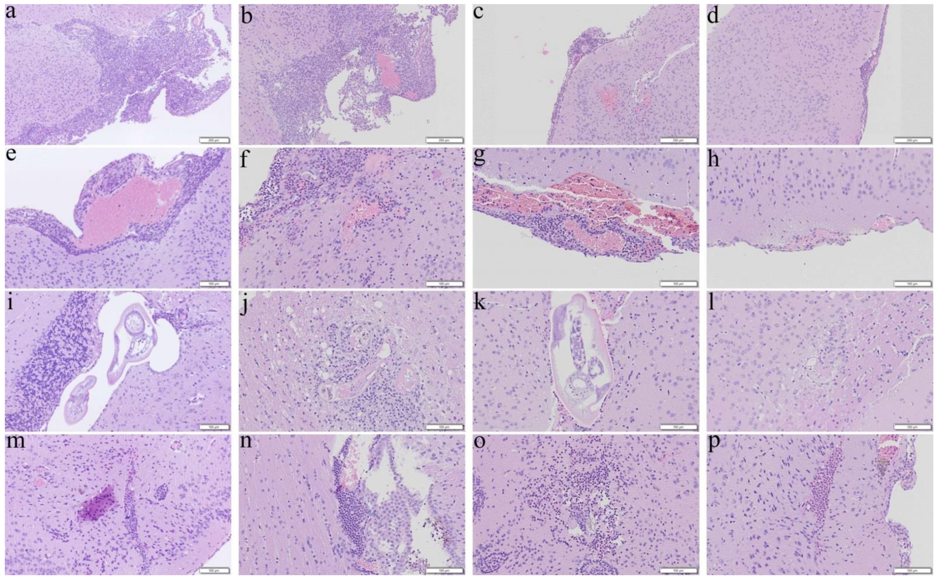 Biomolecules 11 00536 g002 Biomolecules 11 00536 g002