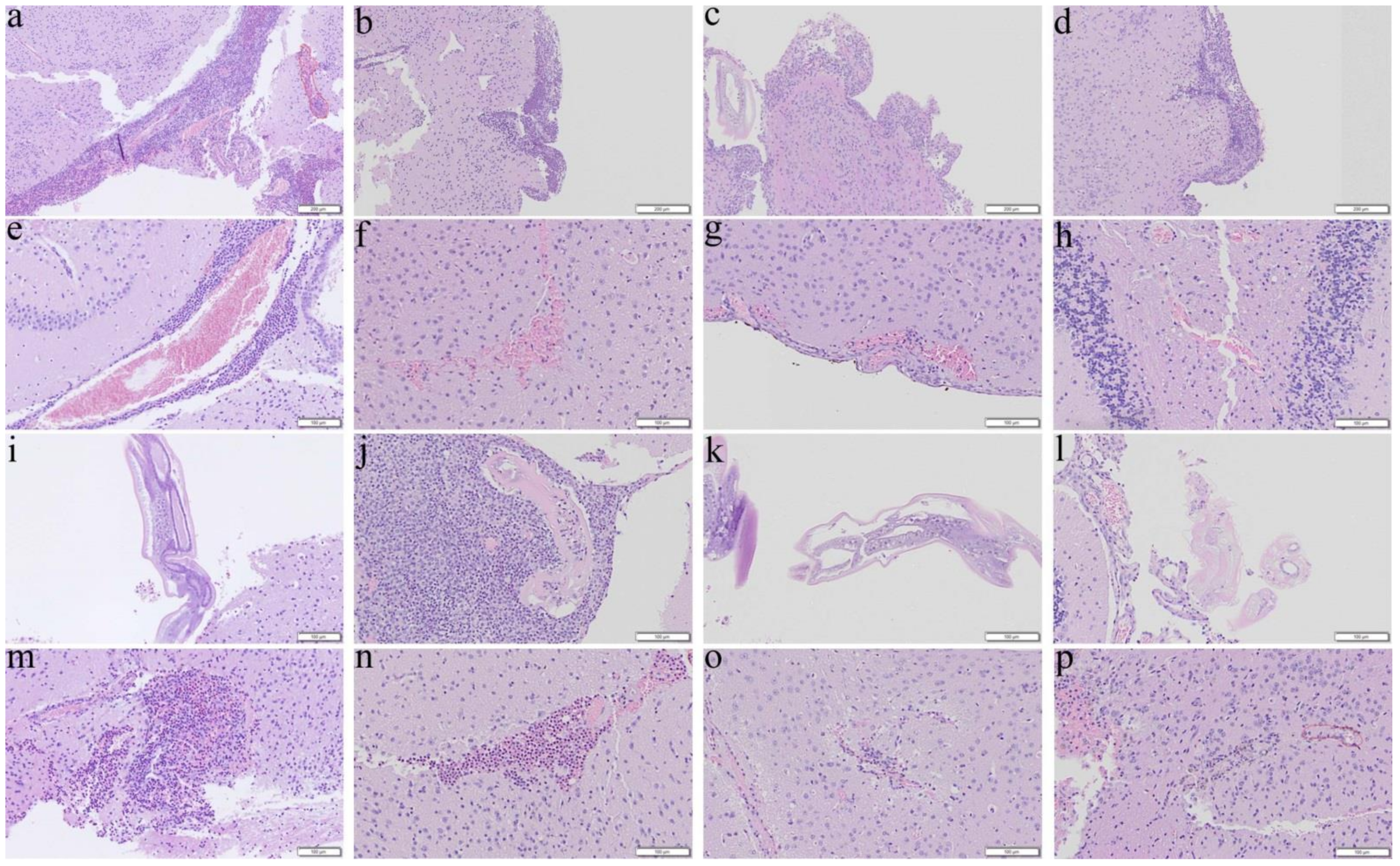 Biomolecules 11 00536 g003 Biomolecules 11 00536 g003
