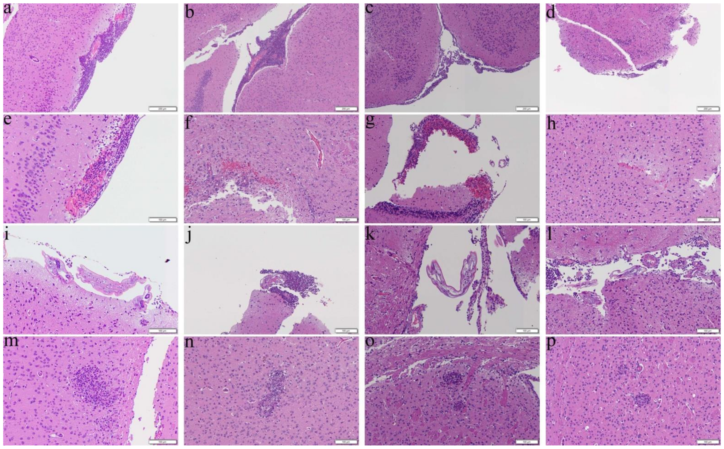 Biomolecules 11 00536 g005 Biomolecules 11 00536 g005