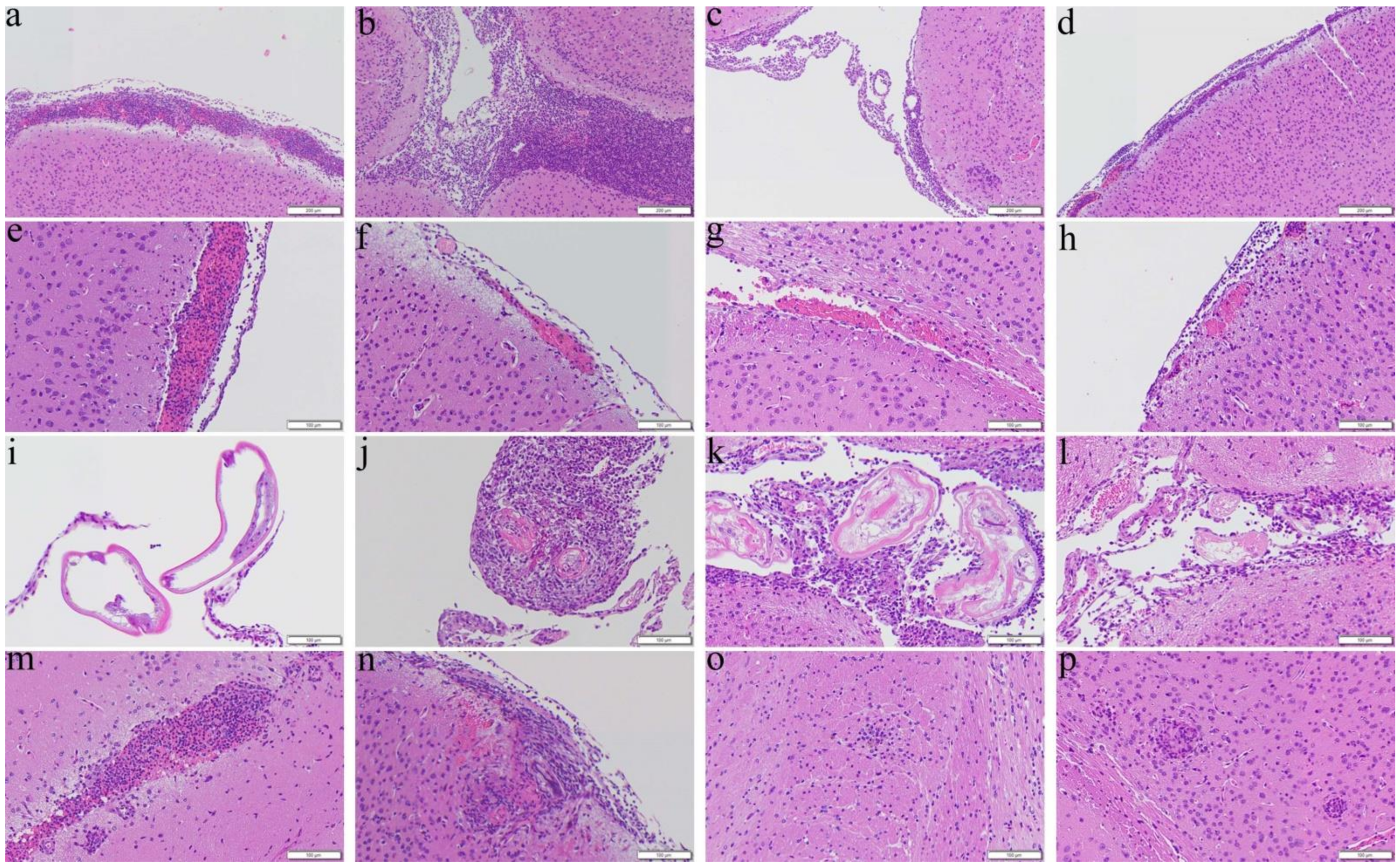 Biomolecules 11 00536 g006 Biomolecules 11 00536 g006
