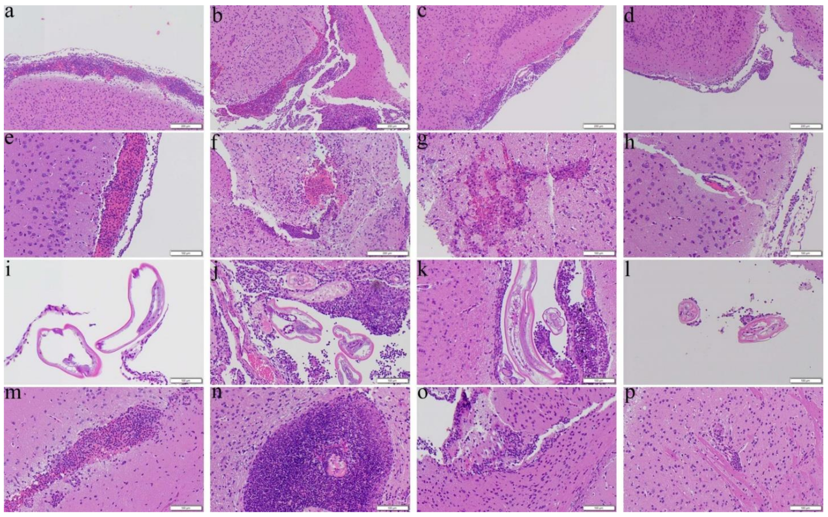 Biomolecules 11 00536 g007 Biomolecules 11 00536 g007