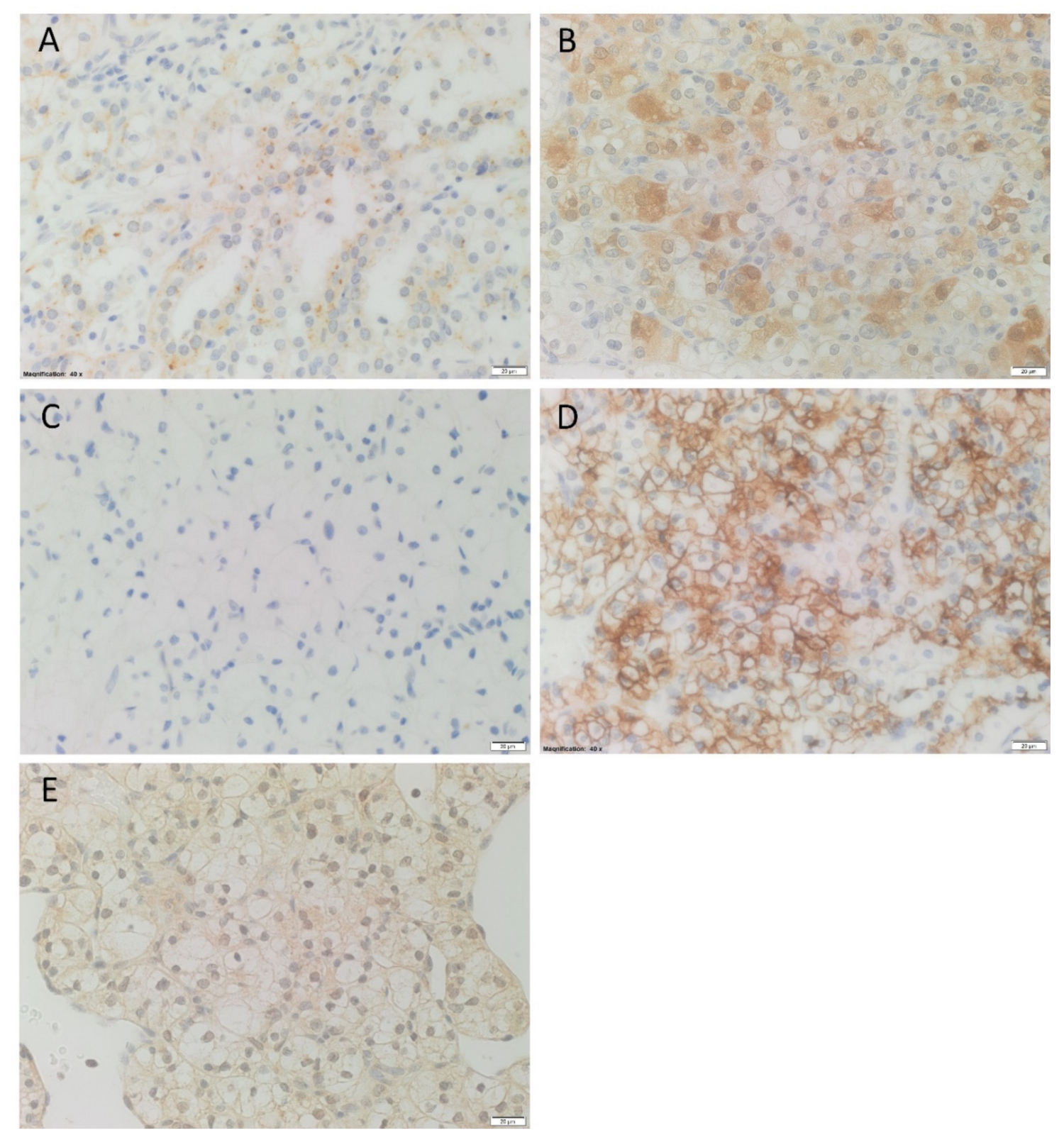Biomolecules 11 00537 g001