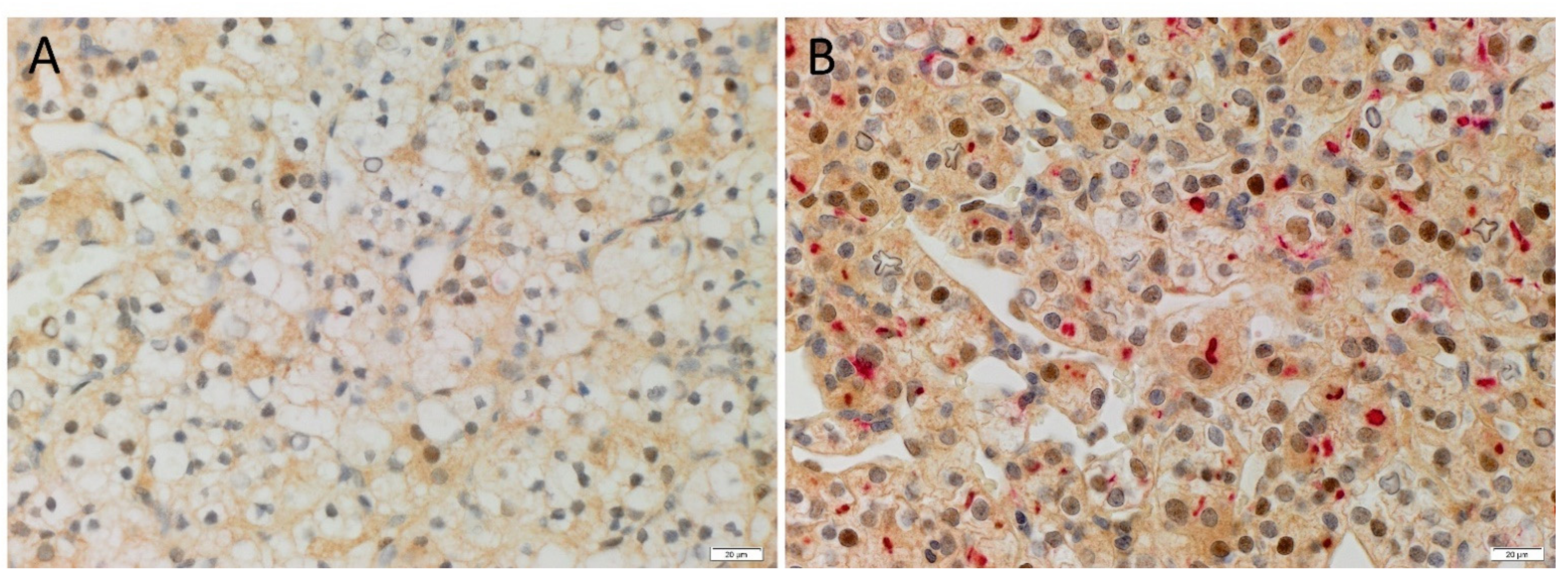 Biomolecules 11 00537 g002