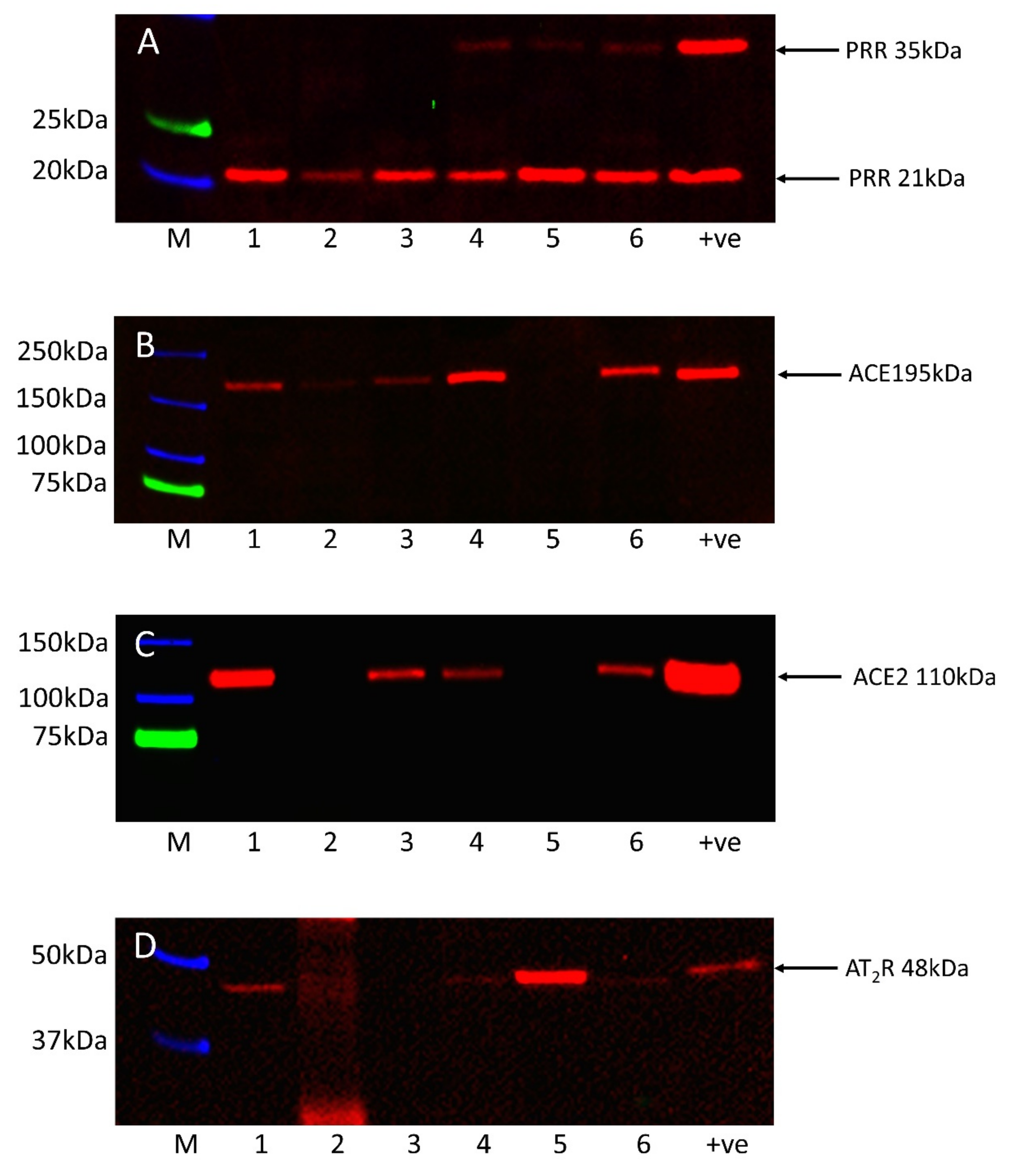 Biomolecules 11 00537 g005