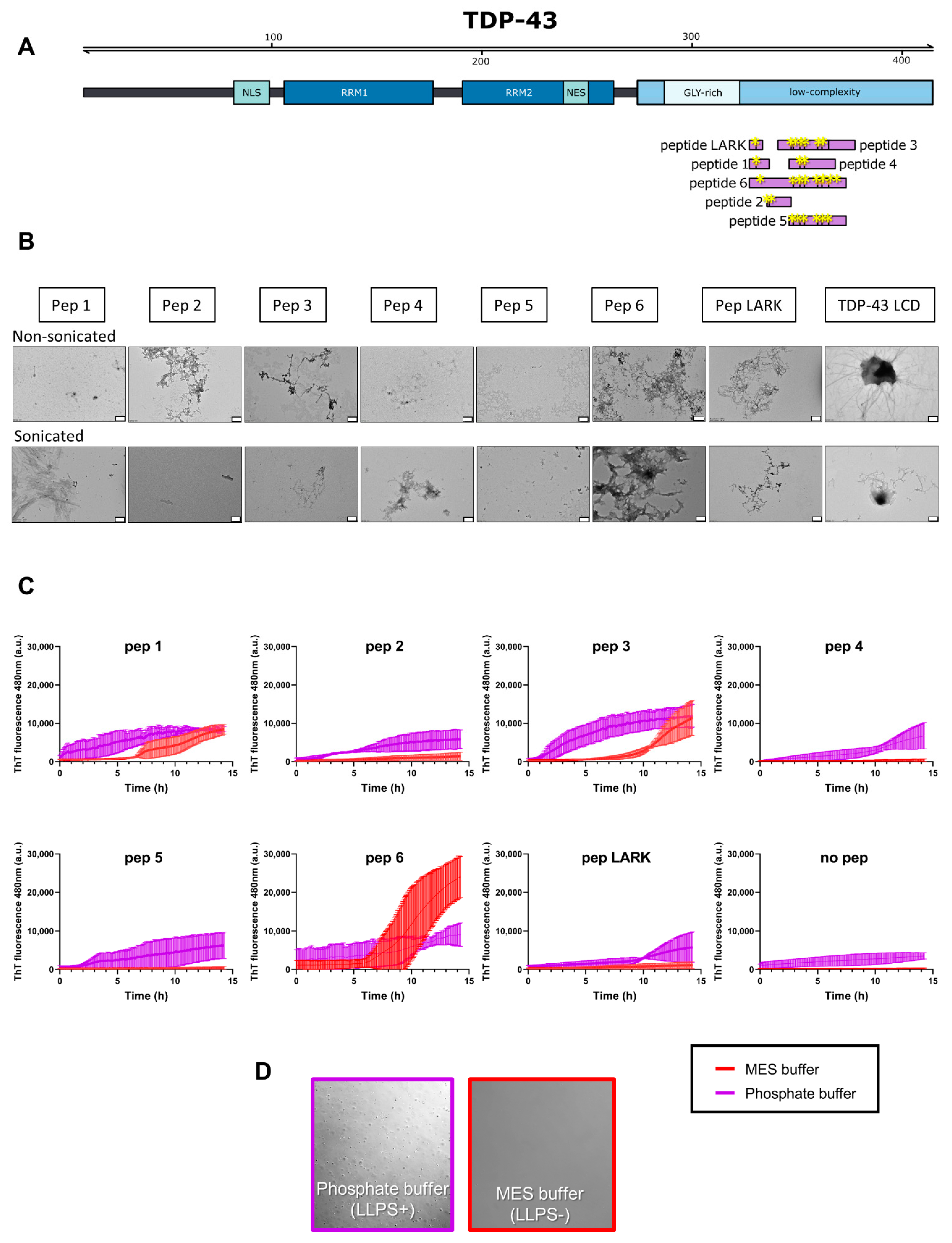 Biomolecules Free Full Text Liquid Liquid Phase Separation Enhances Tdp 43 Lcd Aggregation But Delays Seeded Aggregation Html Biomolecules Free Full Text Liquid Liquid Phase Separation Enhances Tdp 43 Lcd Aggregation But Delays Seeded Aggregation Html