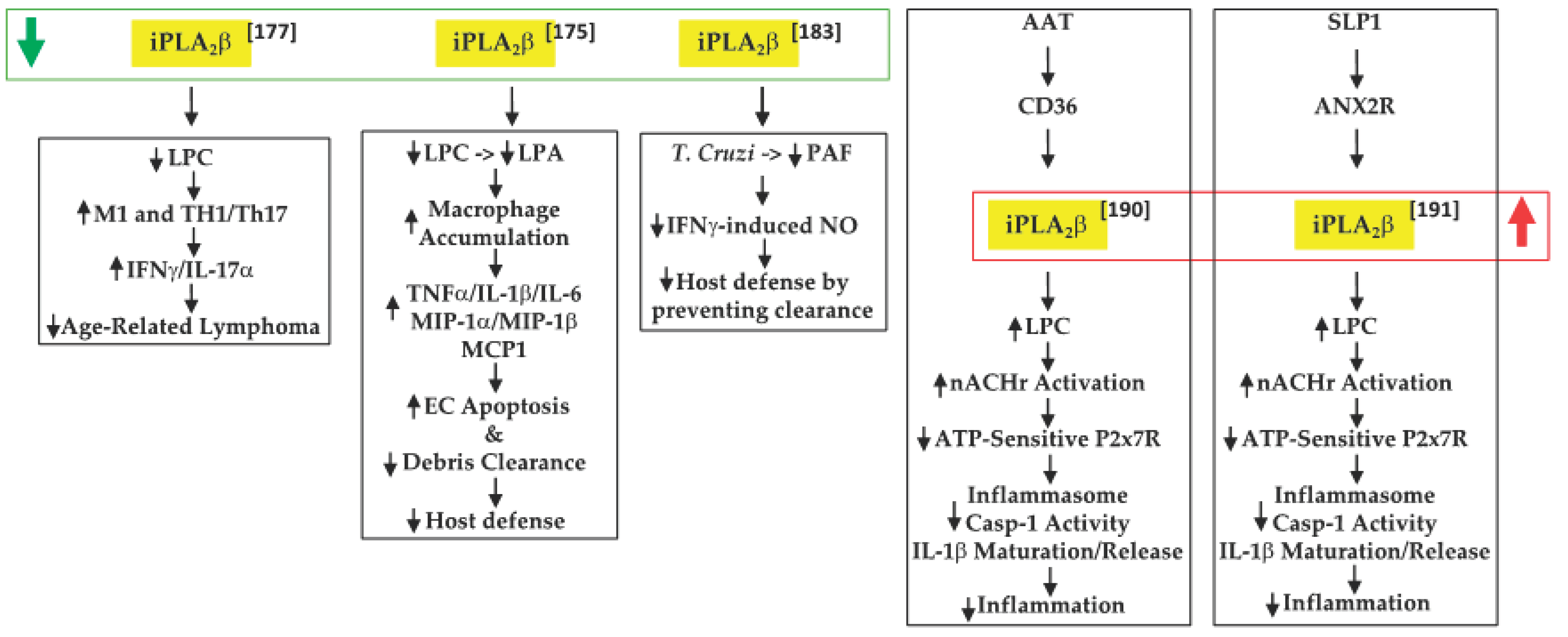 Biomolecules 11 00577 g003 Biomolecules 11 00577 g003