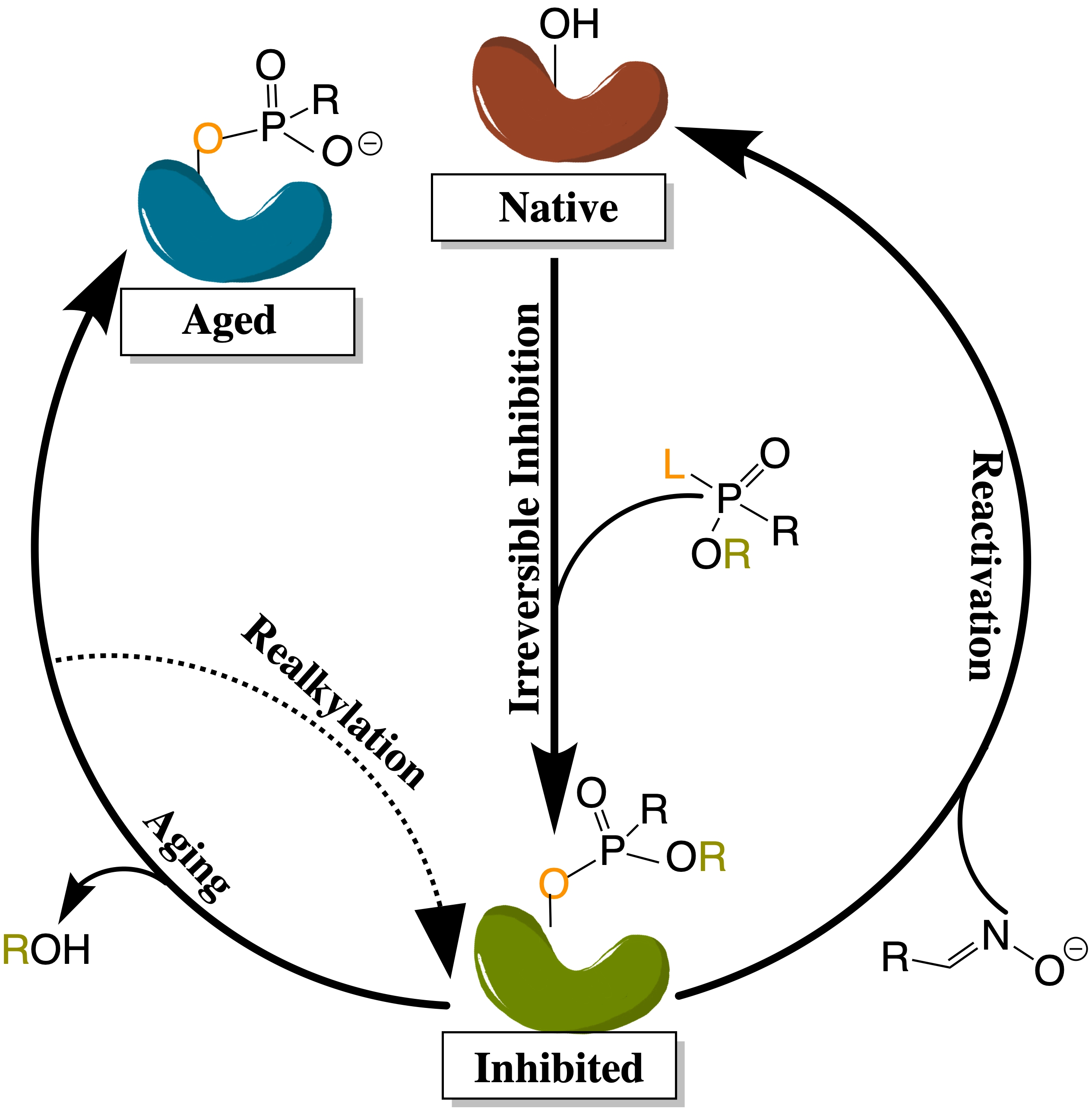 Biomolecules Free Full Text A Comprehensive Review Of Cholinesterase Modeling And Simulation Html