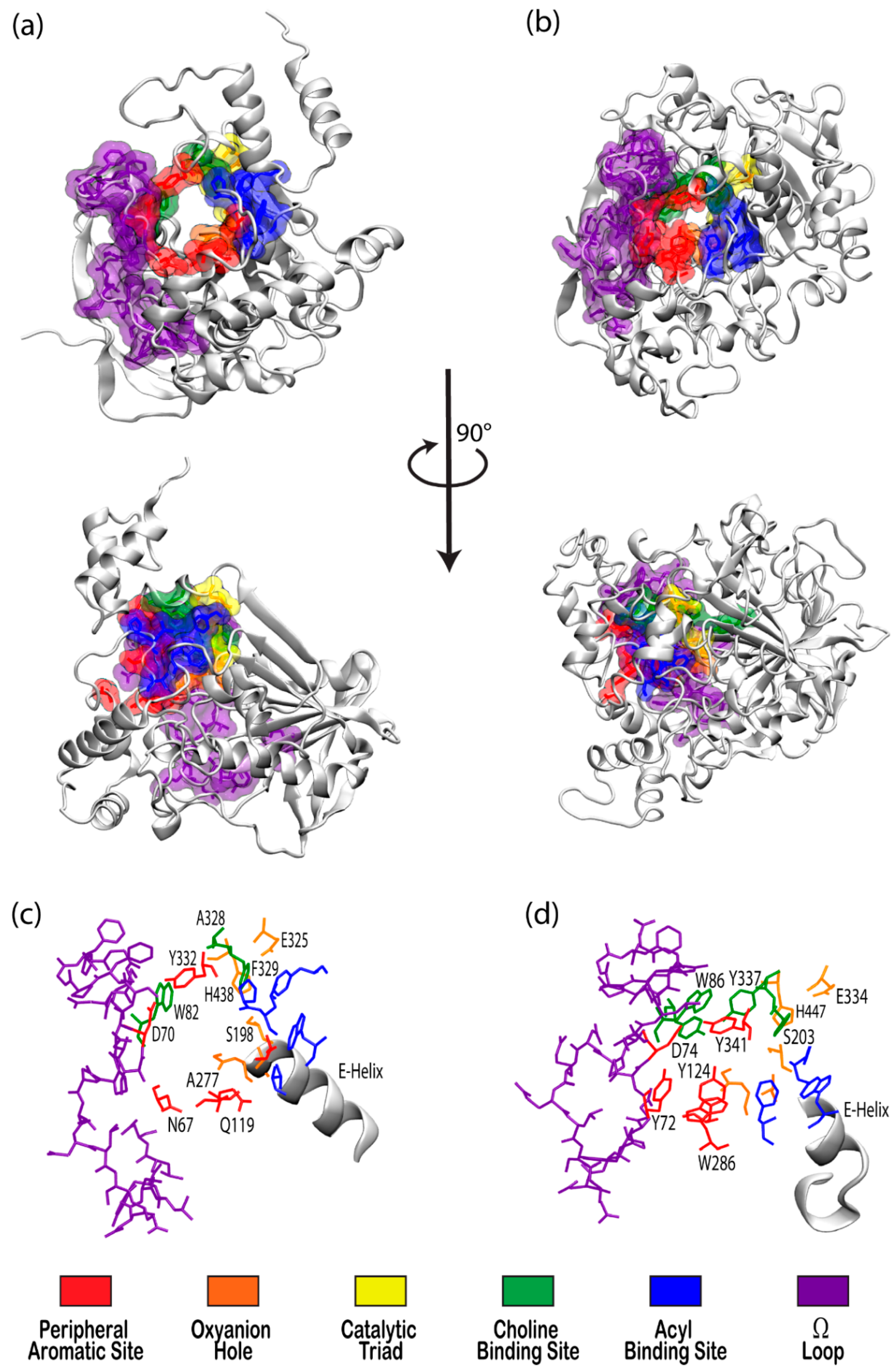 Biomolecules 11 00580 g001 Biomolecules 11 00580 g001