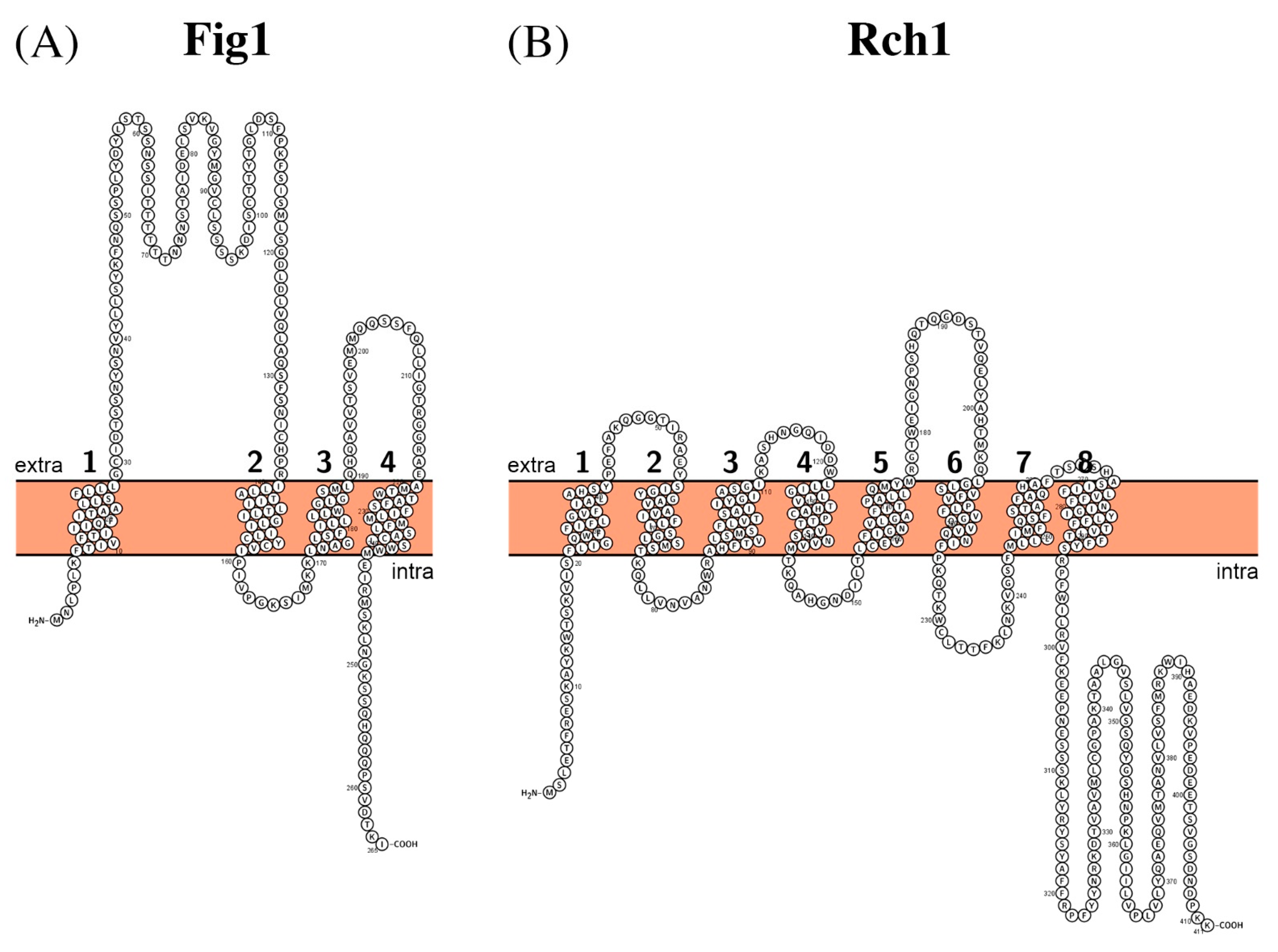 Biomolecules 11 00584 g005 Biomolecules 11 00584 g005