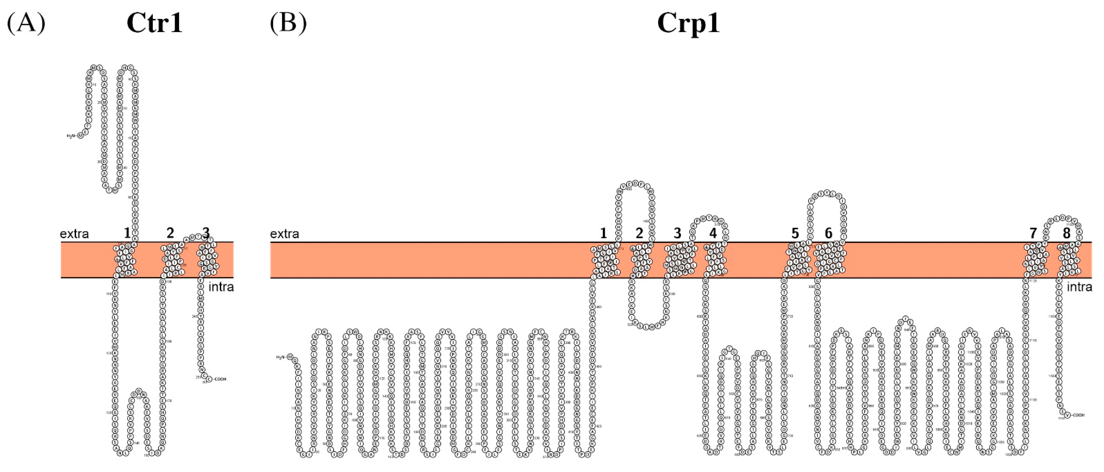 Biomolecules 11 00584 g008 Biomolecules 11 00584 g008