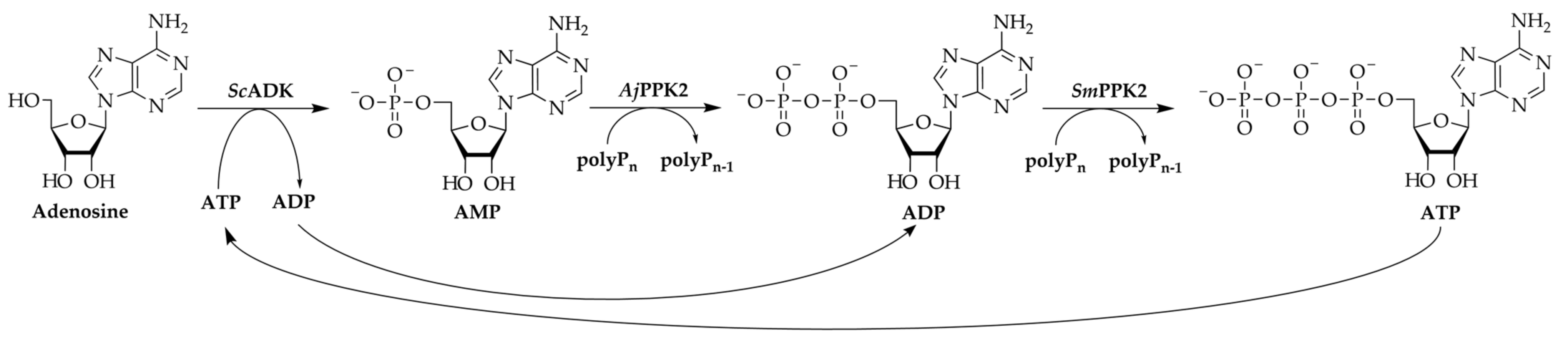 Biomolecules 11 00590 g001 Biomolecules 11 00590 g001