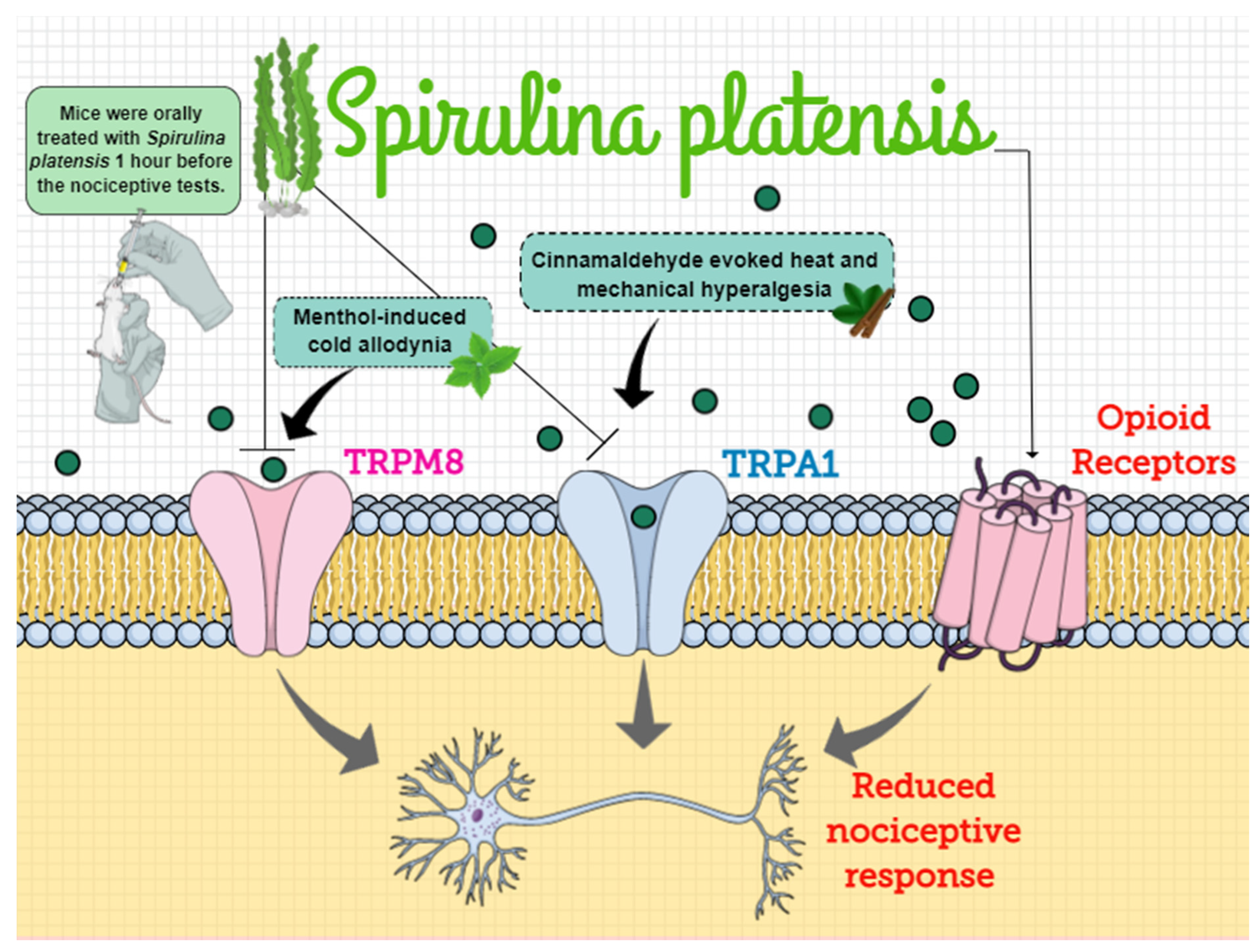 Biomolecules 11 00592 g008 Biomolecules 11 00592 g008