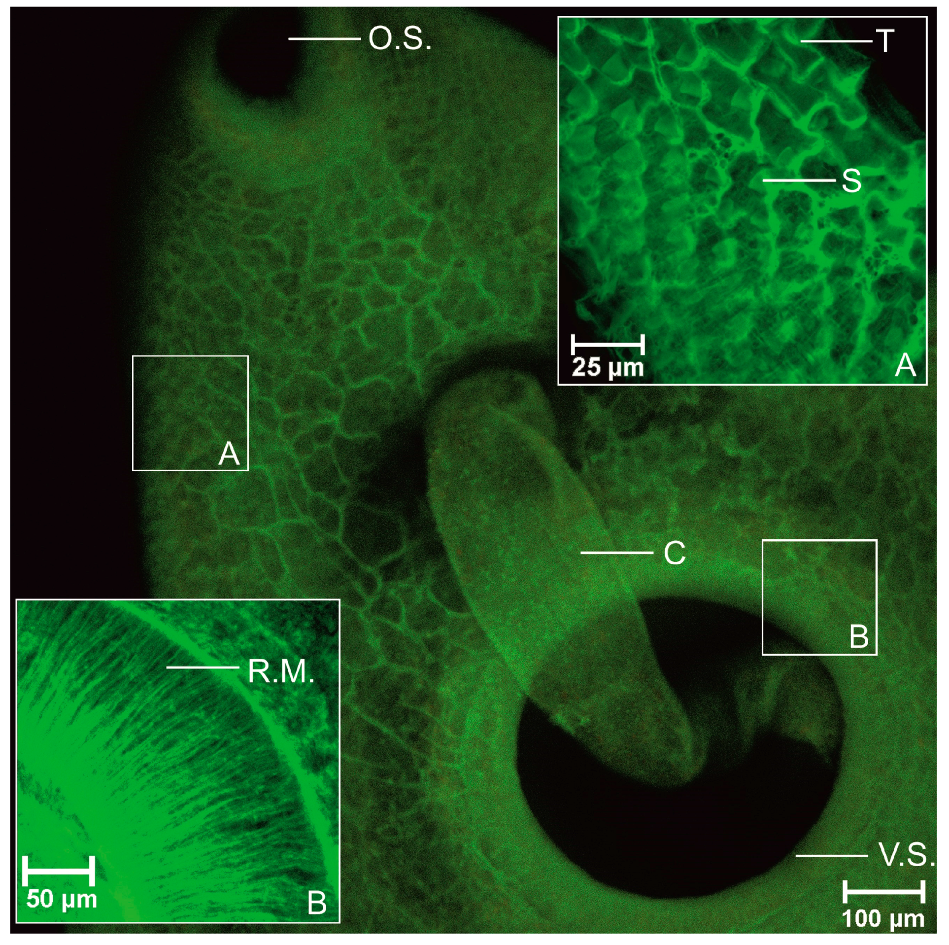 Biomolecules 11 00598 g003