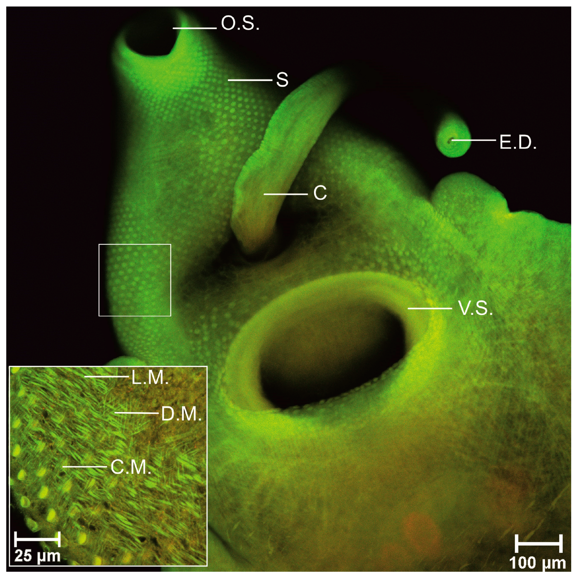 Biomolecules 11 00598 g004