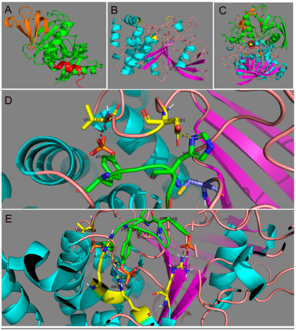 Biomolecules 11 00602 g004 Biomolecules 11 00602 g004