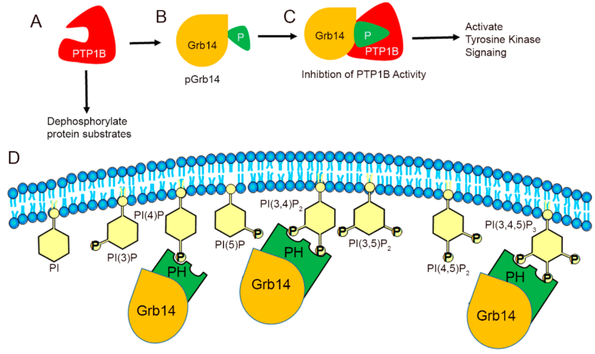 Biomolecules 11 00602 g005 Biomolecules 11 00602 g005