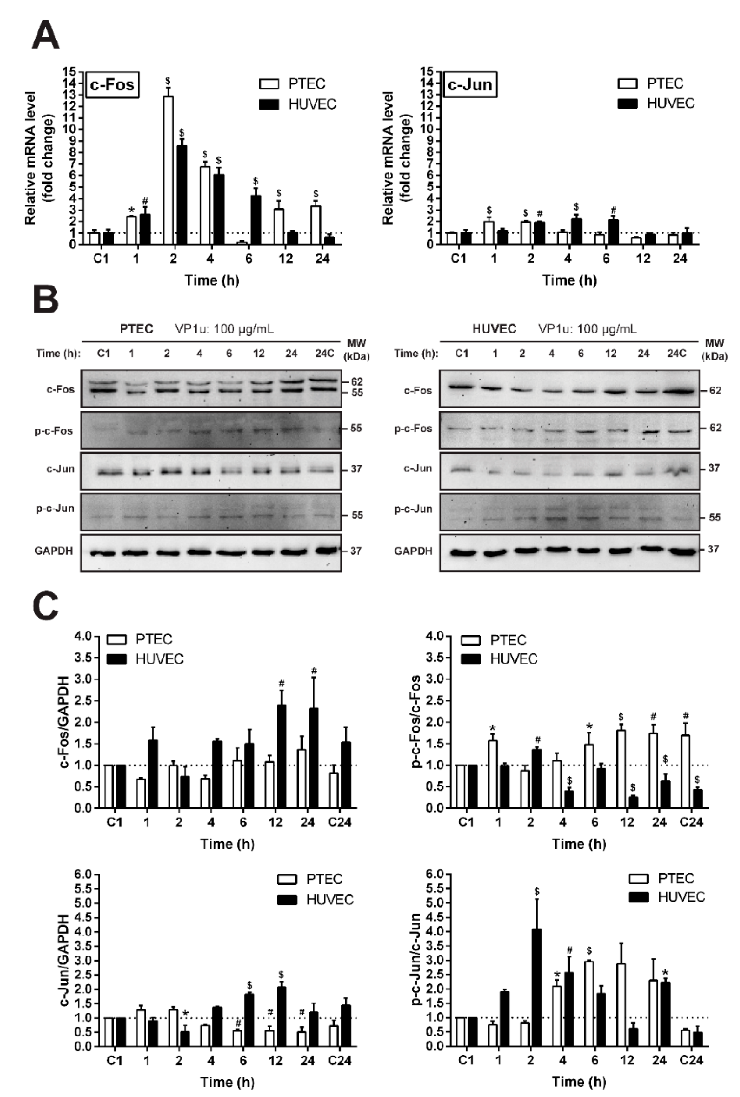 Biomolecules 11 00606 g004 Biomolecules 11 00606 g004