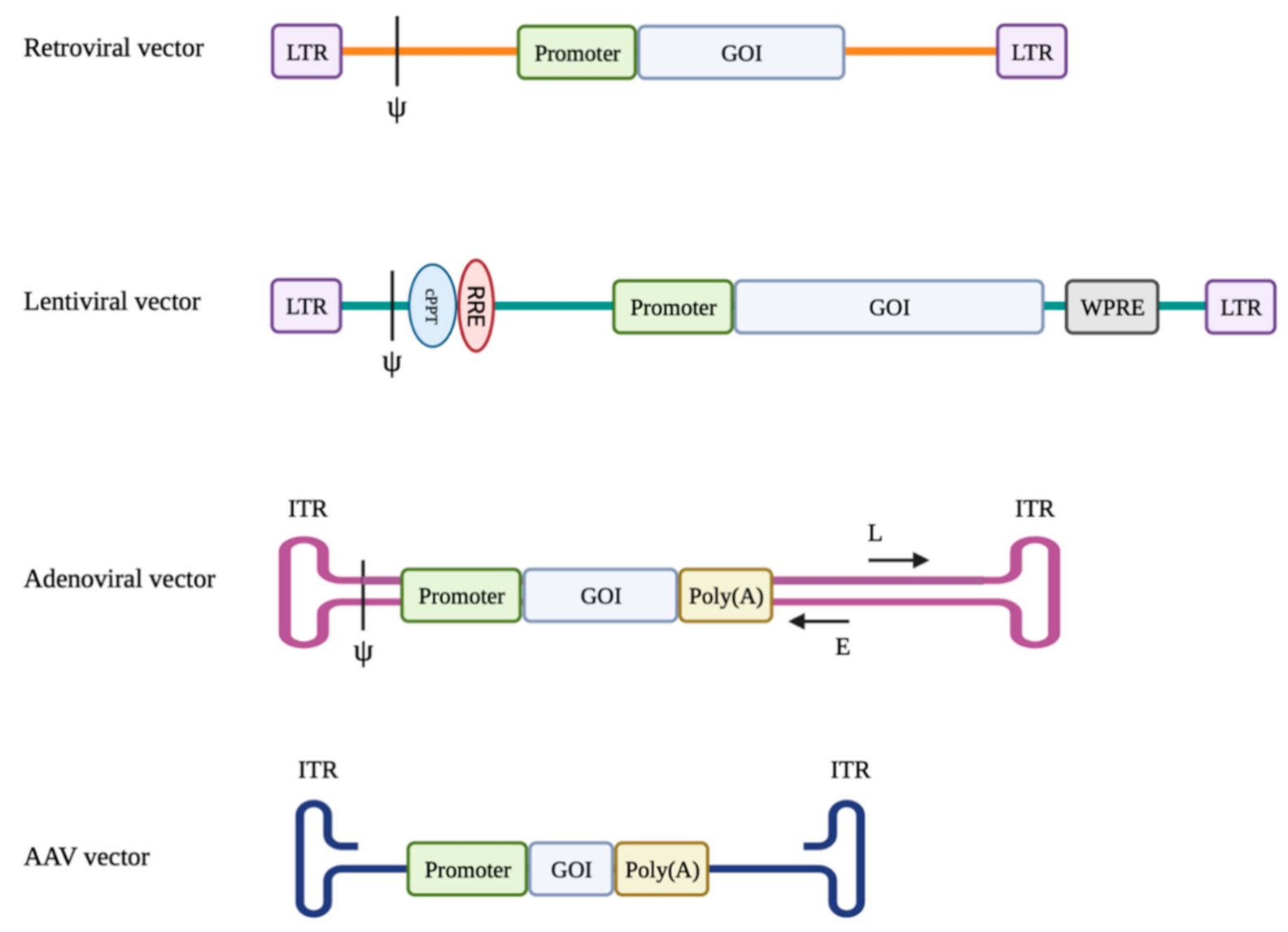 A hopeful therapy for Niemann-Pick C diseases - The Lancet