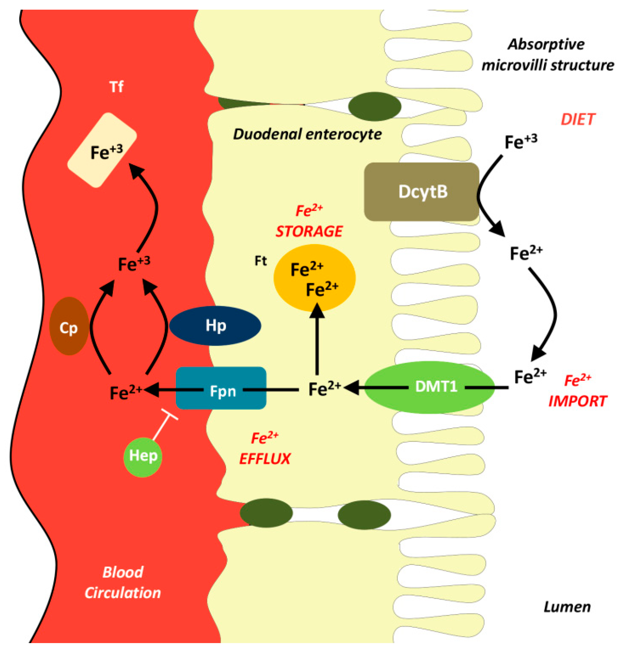 Biomolecules 11 00613 g001 Biomolecules 11 00613 g001