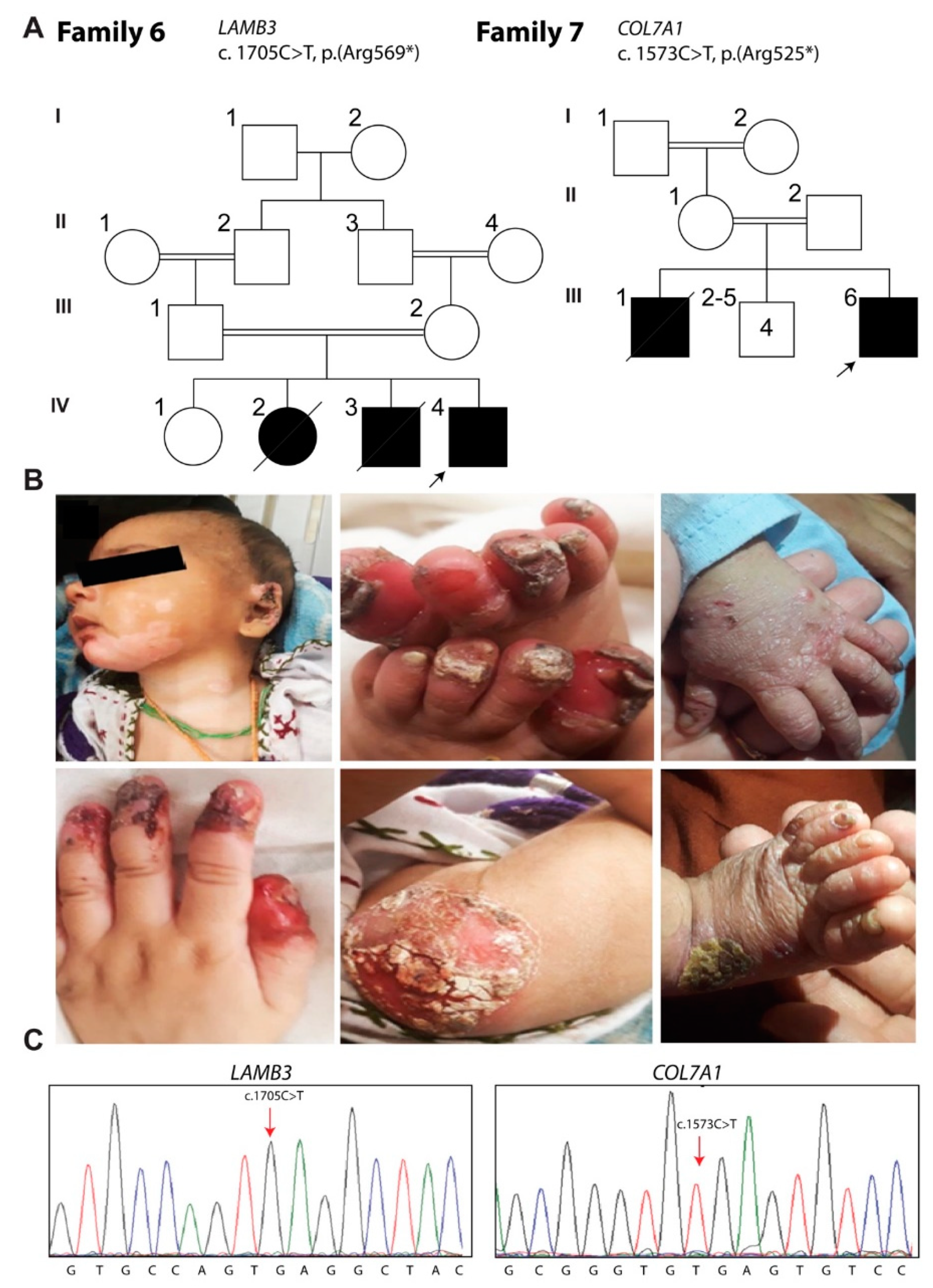 Biomolecules 11 00620 g005 Biomolecules 11 00620 g005