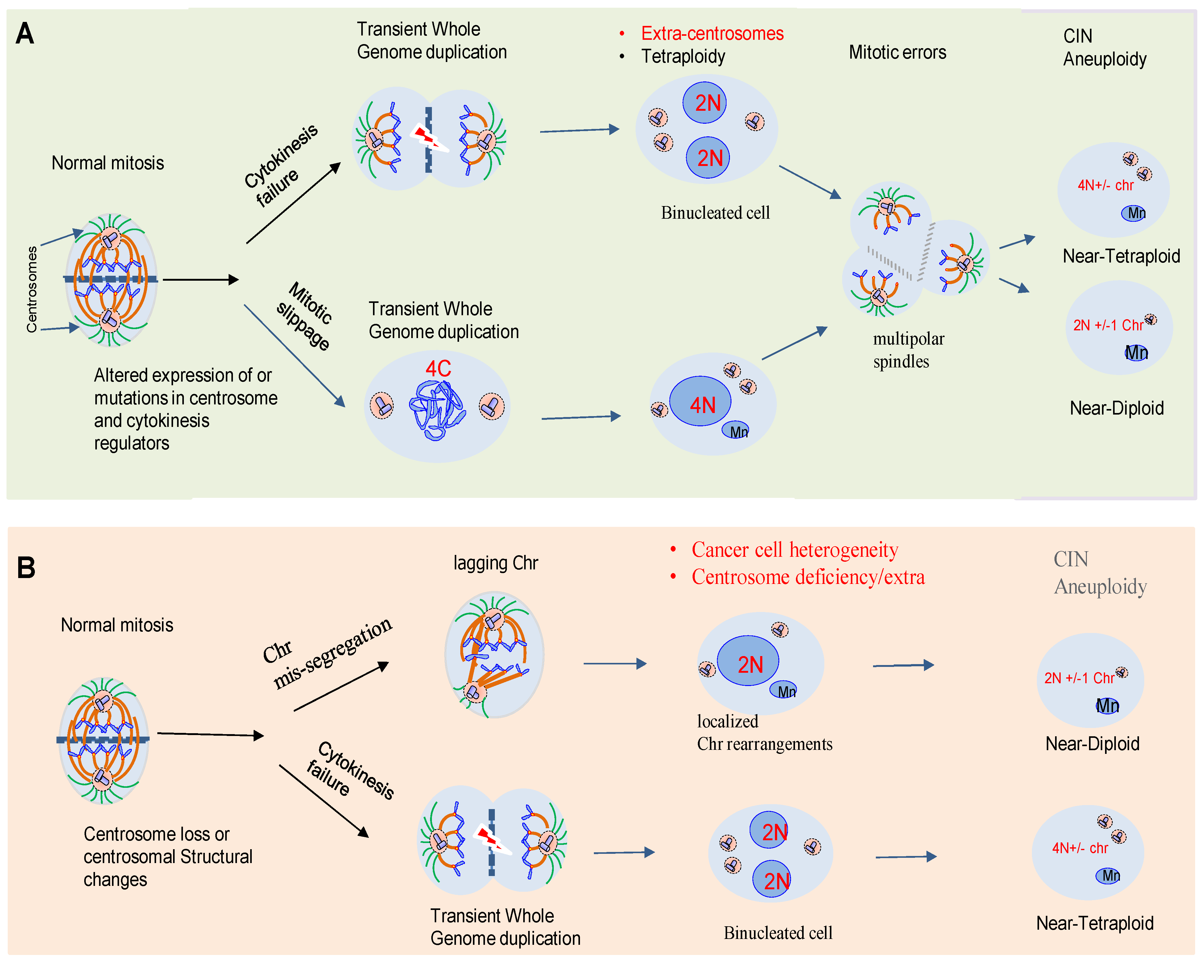 Centrosome Mitosis Biology Diagrams