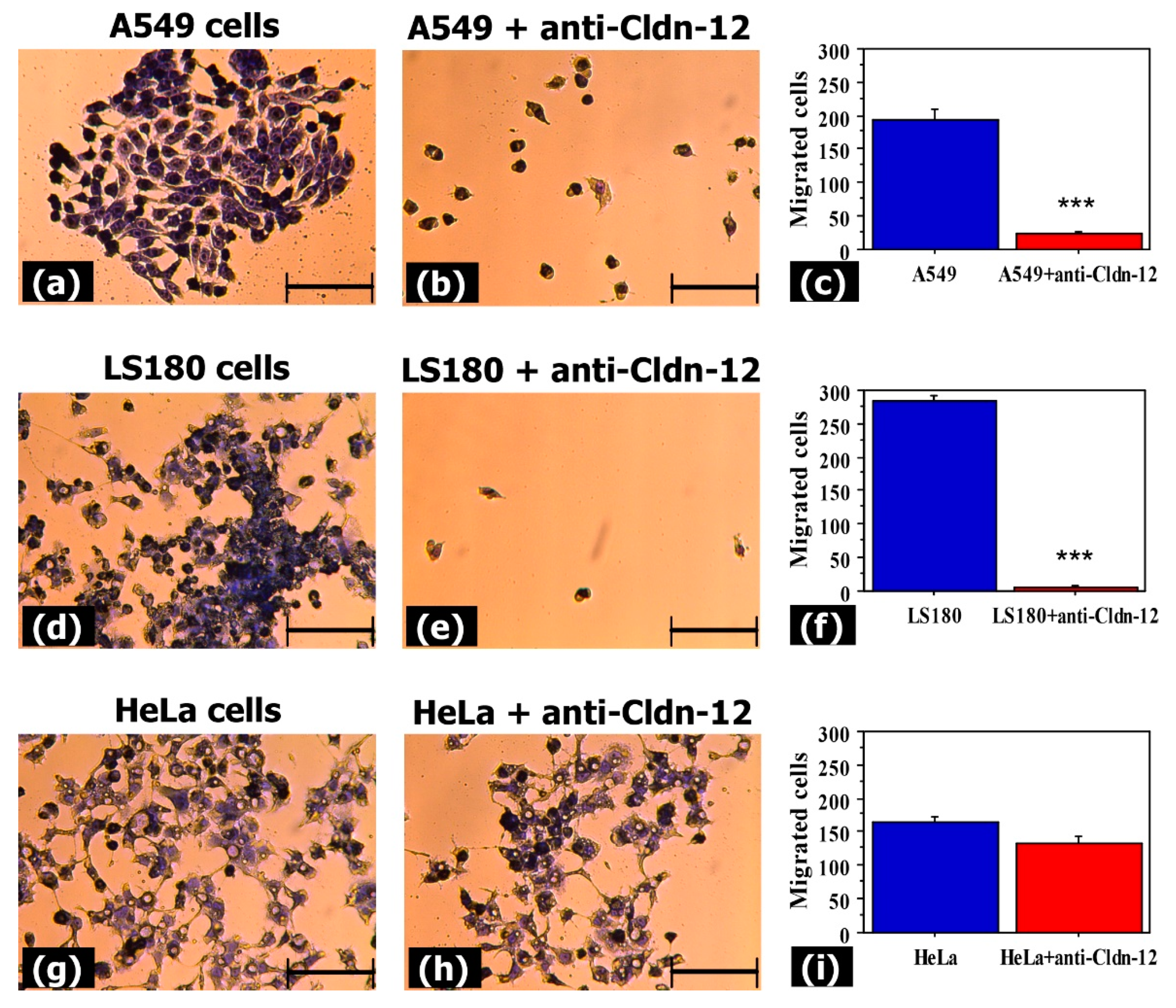 Biomolecules 11 00636 g004