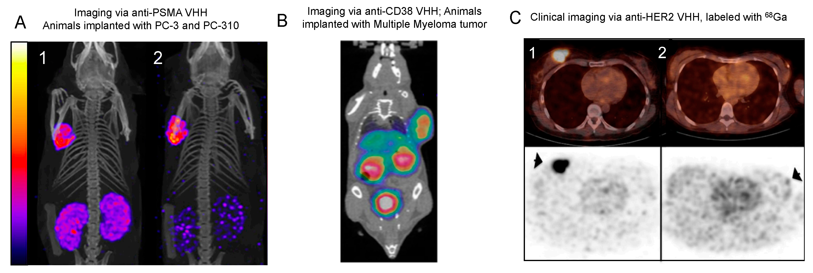 Biomolecules 11 00637 g004 Biomolecules 11 00637 g004
