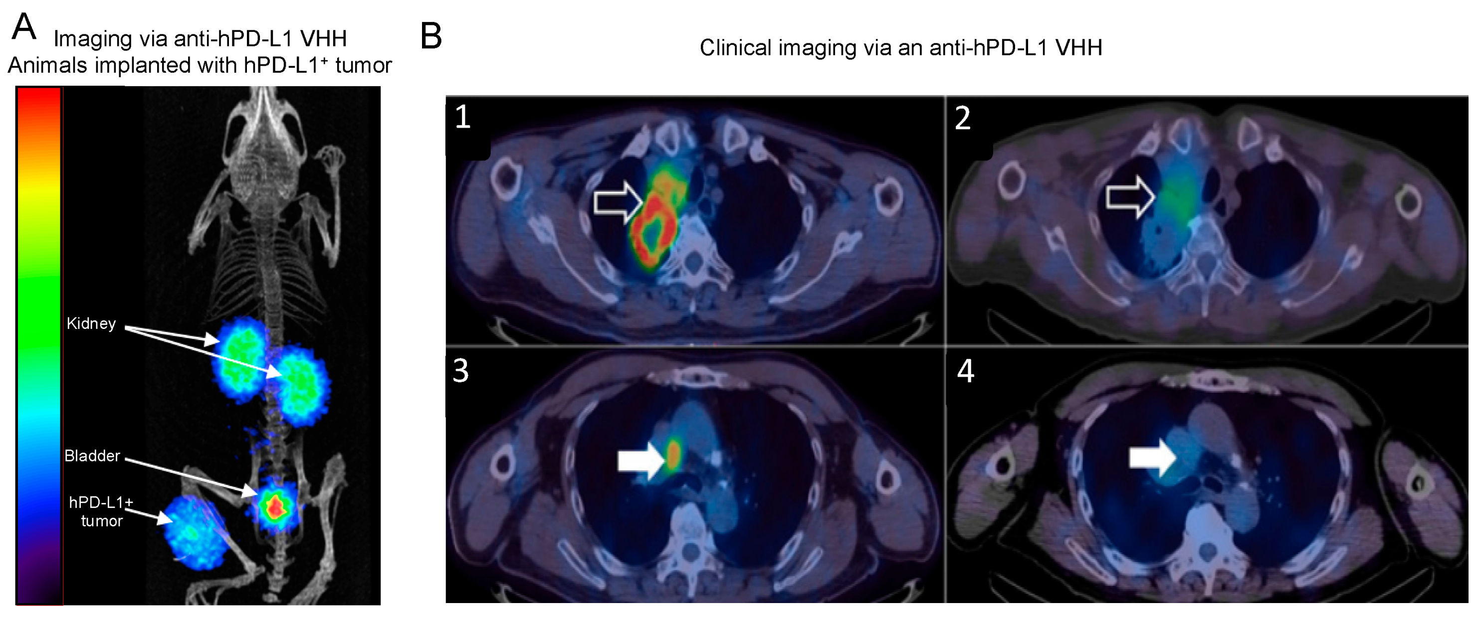 Biomolecules 11 00637 g005 Biomolecules 11 00637 g005