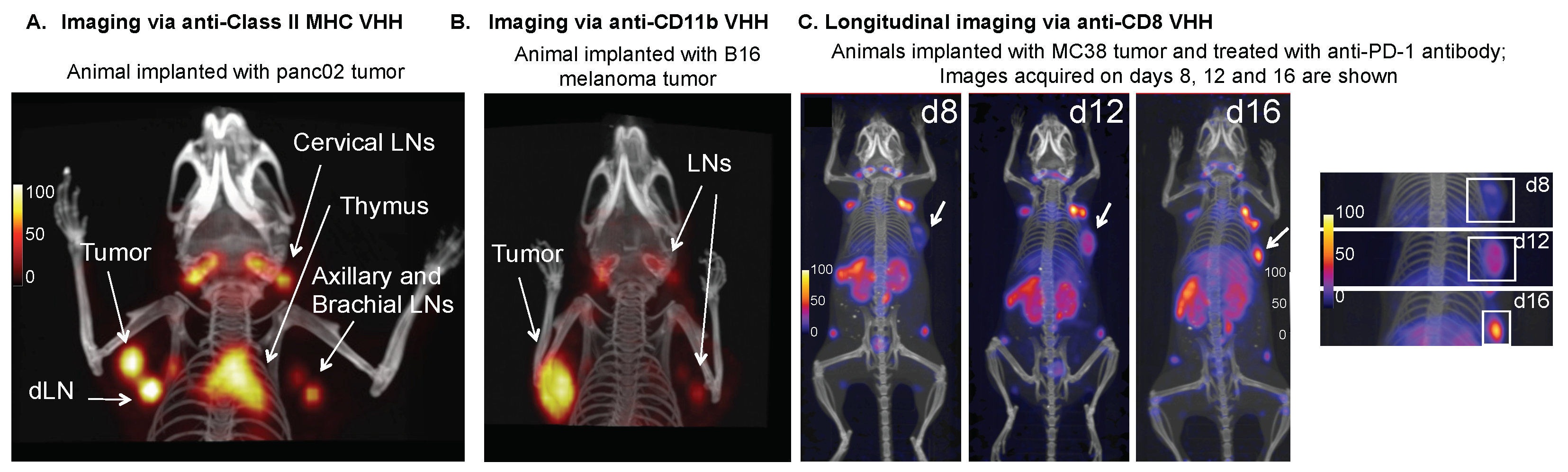 Biomolecules 11 00637 g006 Biomolecules 11 00637 g006