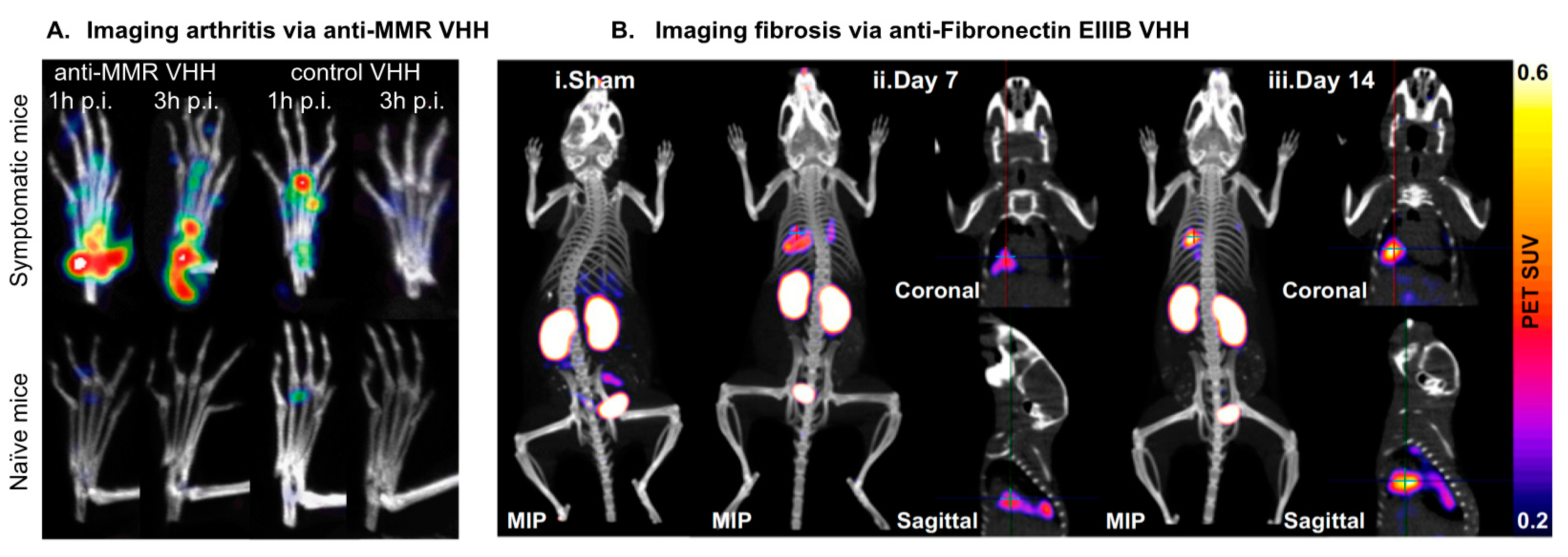 Biomolecules 11 00637 g007 Biomolecules 11 00637 g007