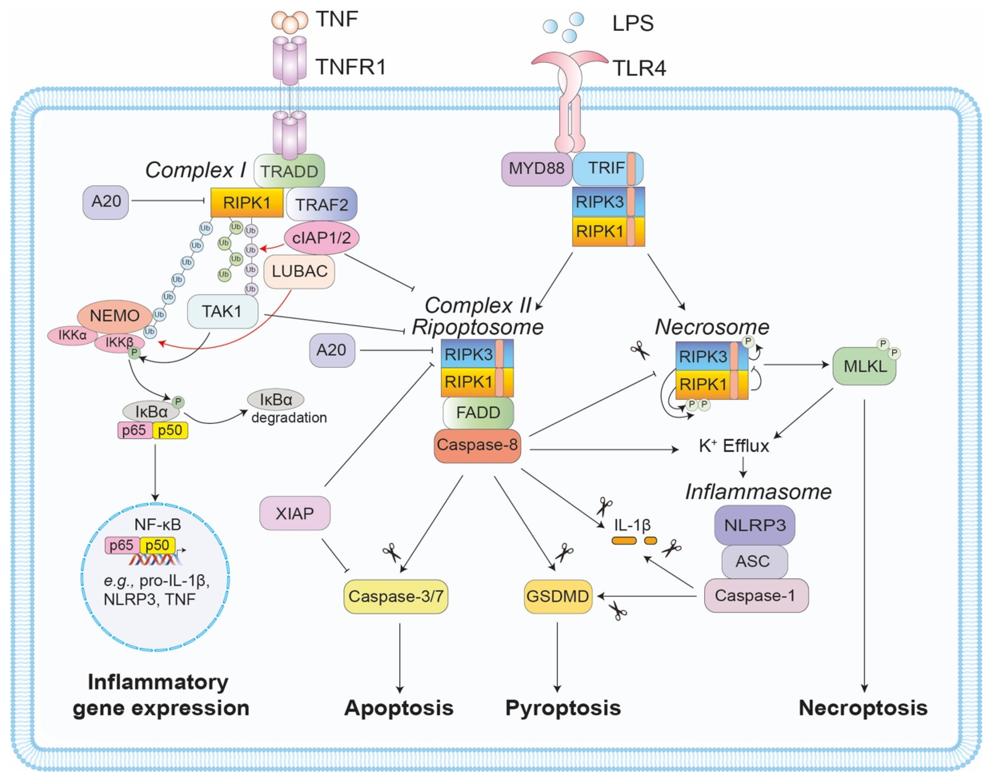Biomolecules 11 00646 g001 Biomolecules 11 00646 g001