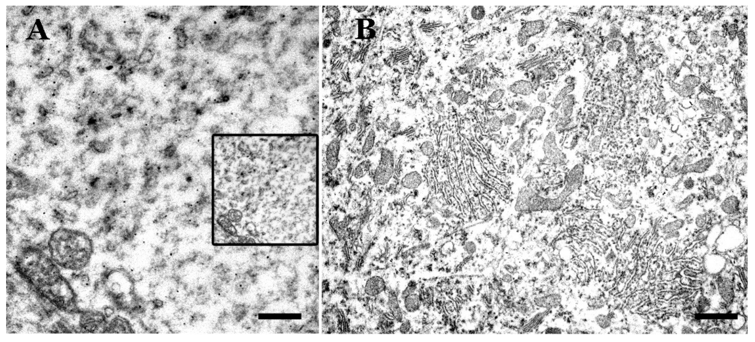 Biomolecules 11 00649 g003