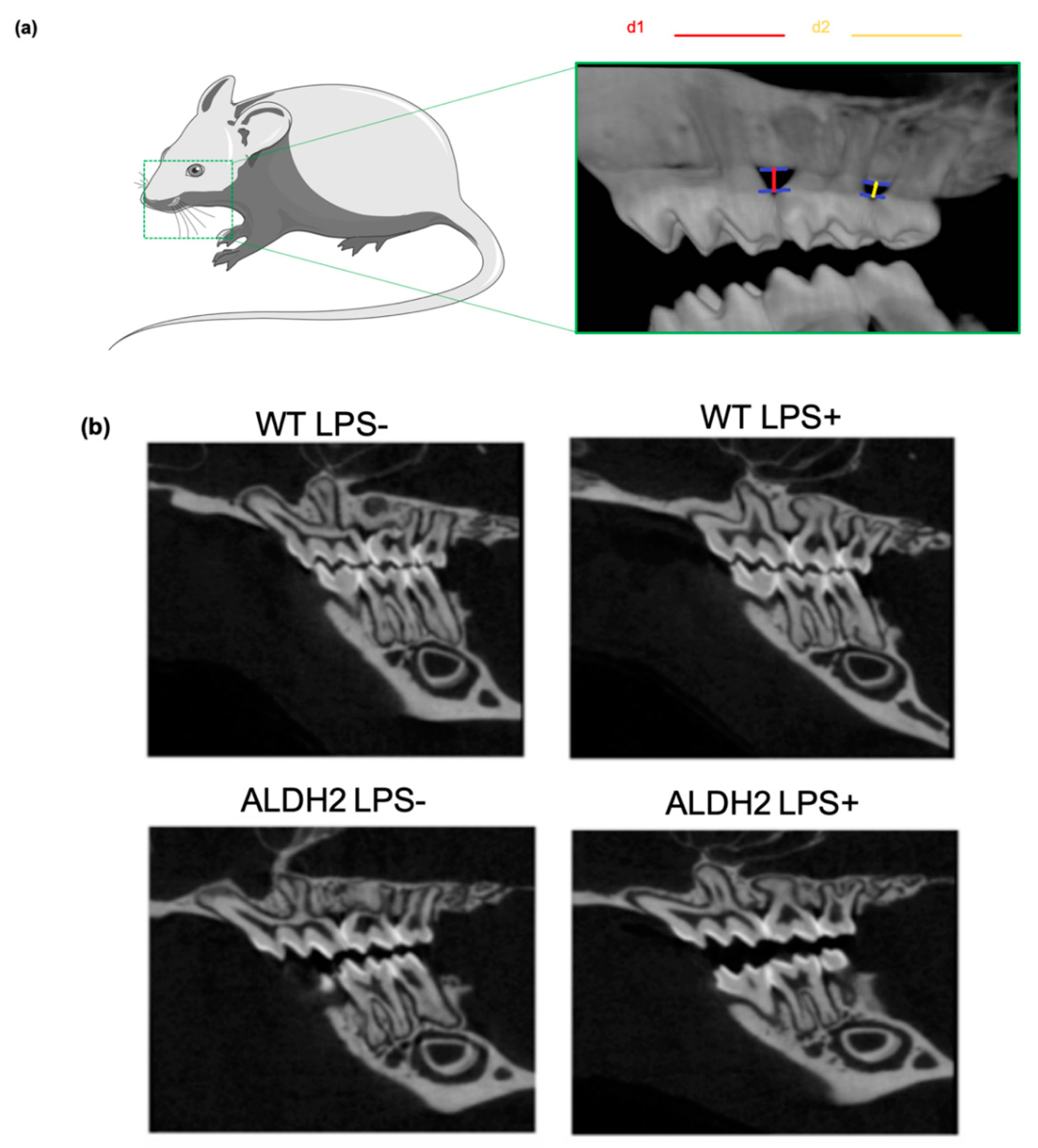 Biomolecules 11 00651 g004 Biomolecules 11 00651 g004