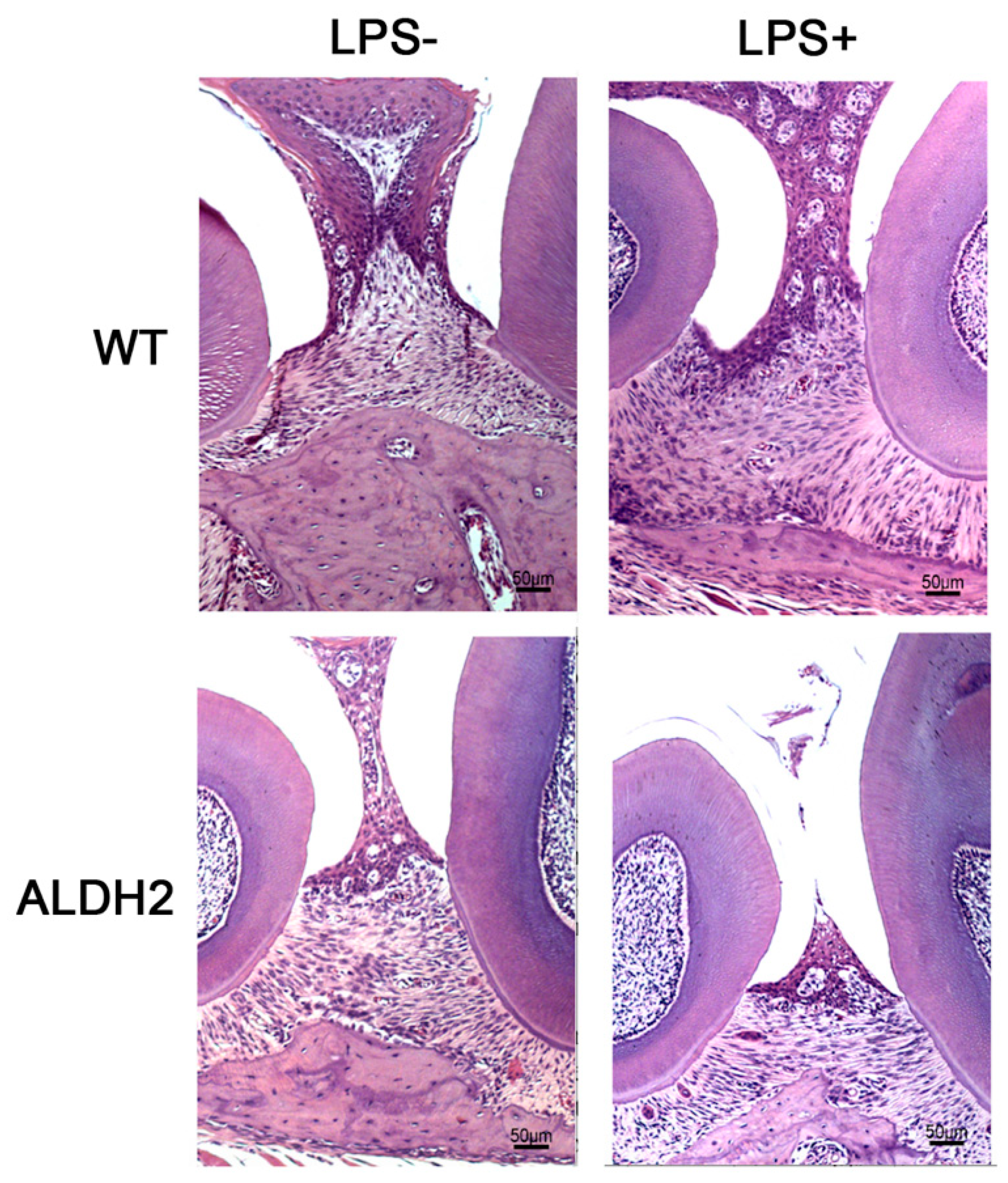 Biomolecules 11 00651 g005 Biomolecules 11 00651 g005