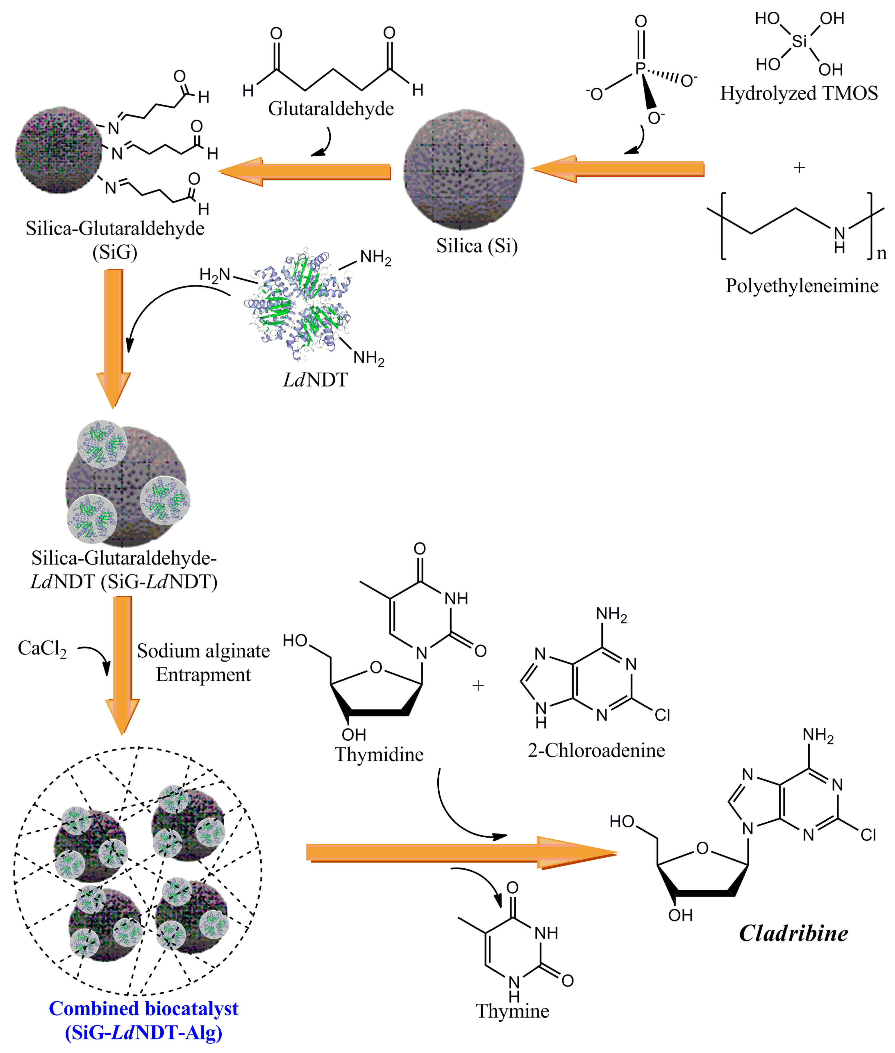 Biomolecules 11 00657 g001