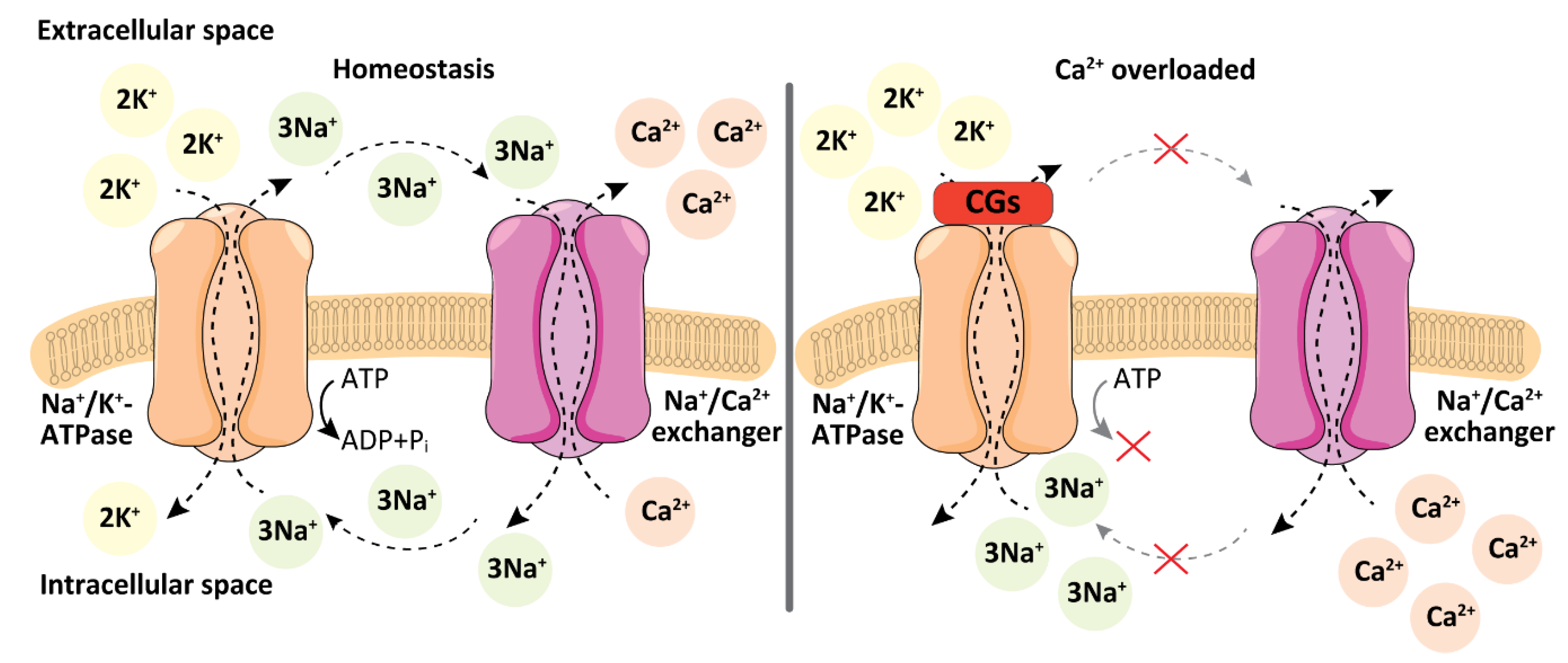 Biomolecules 11 00659 g001