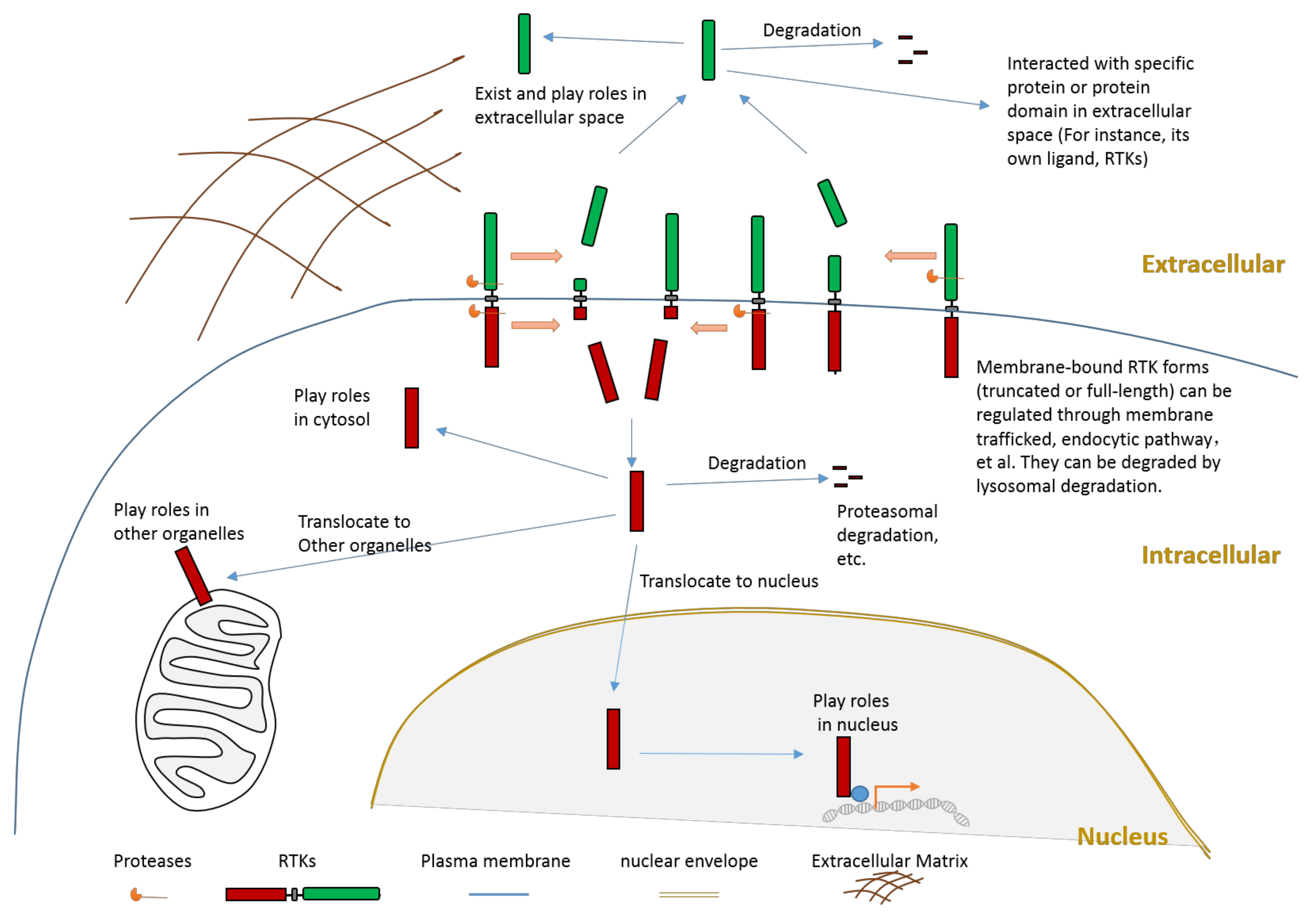 Biomolecules 11 00660 g002 Biomolecules 11 00660 g002