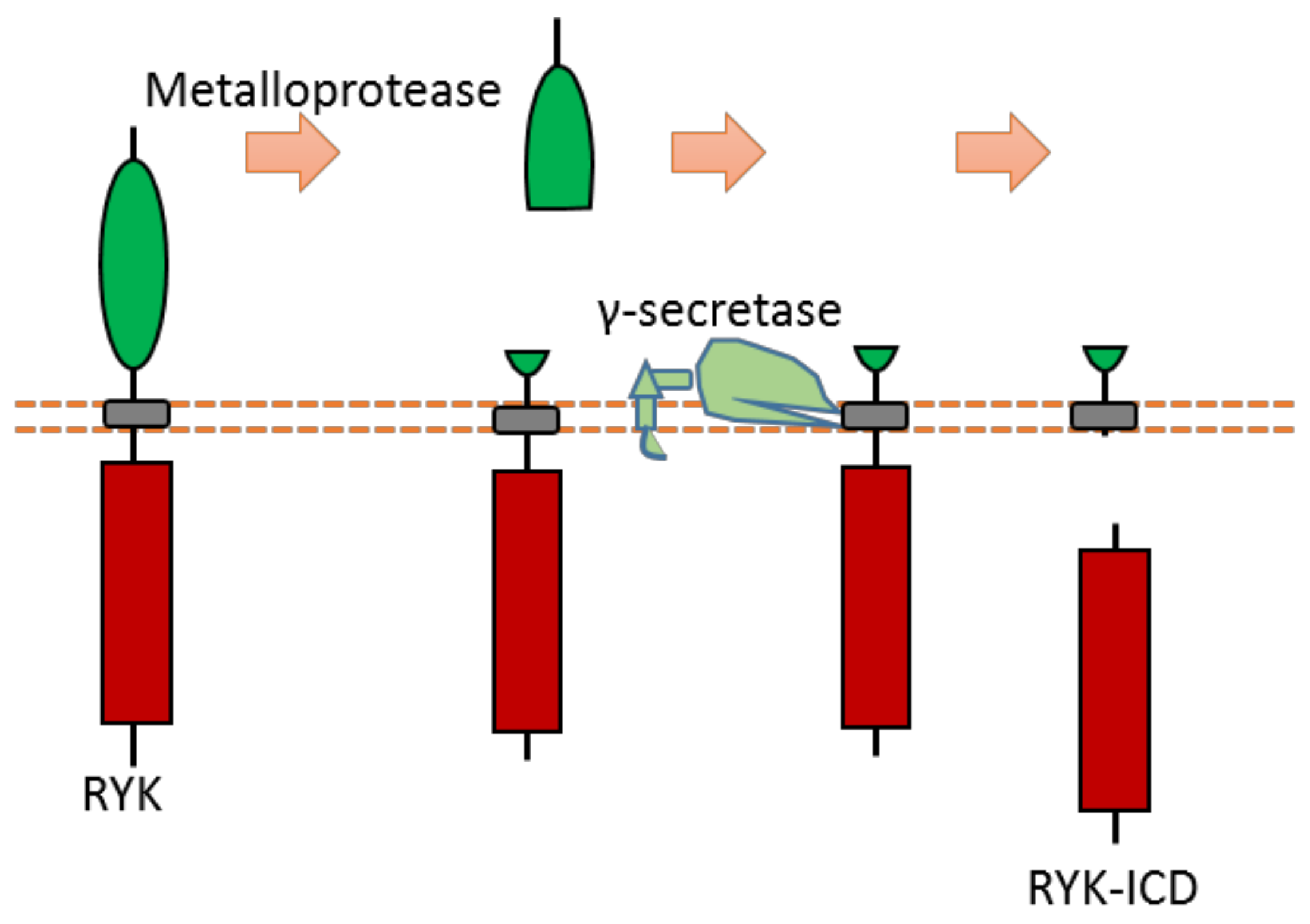 Biomolecules 11 00660 g011 Biomolecules 11 00660 g011