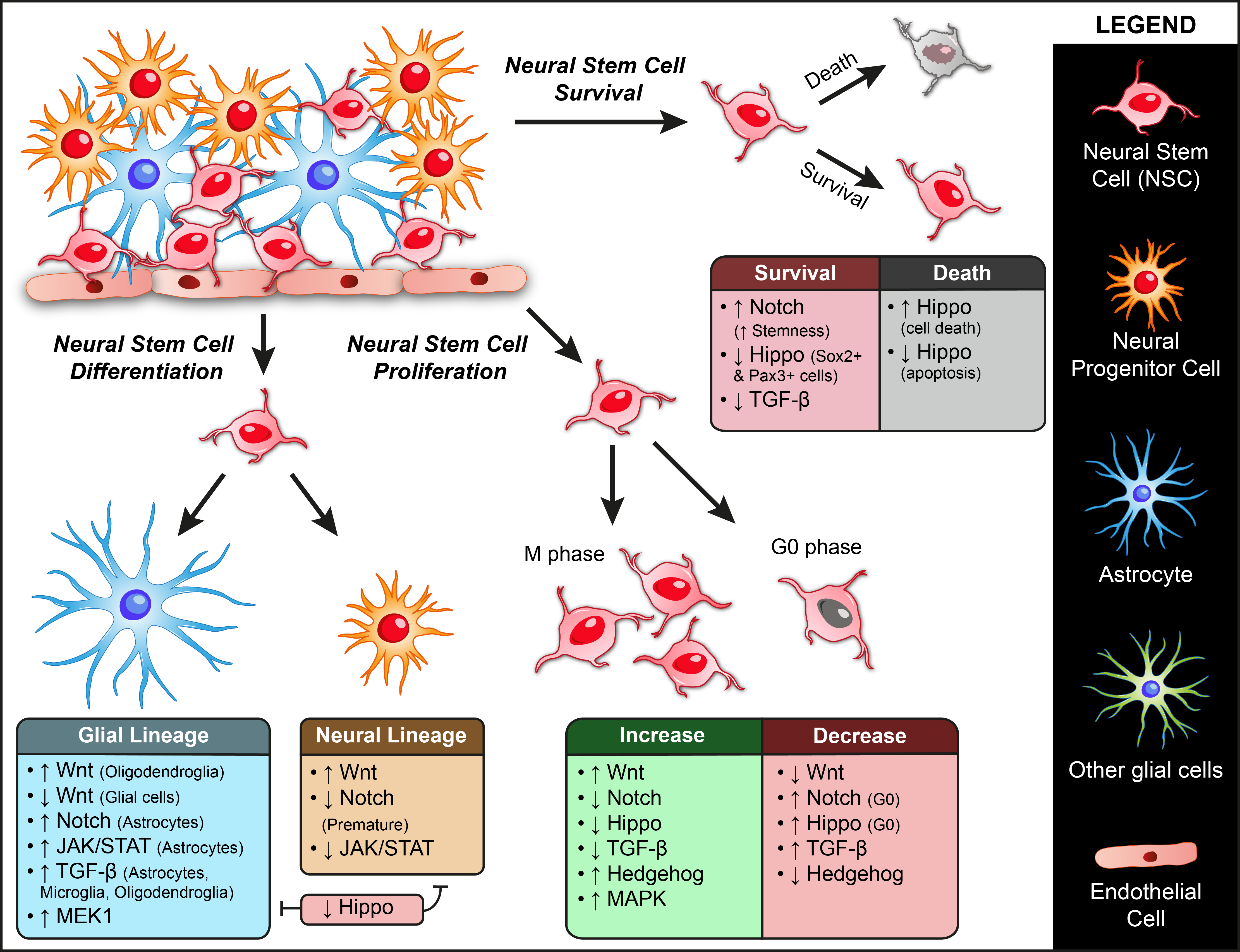 Biomolecules 11 00667 g002 Biomolecules 11 00667 g002