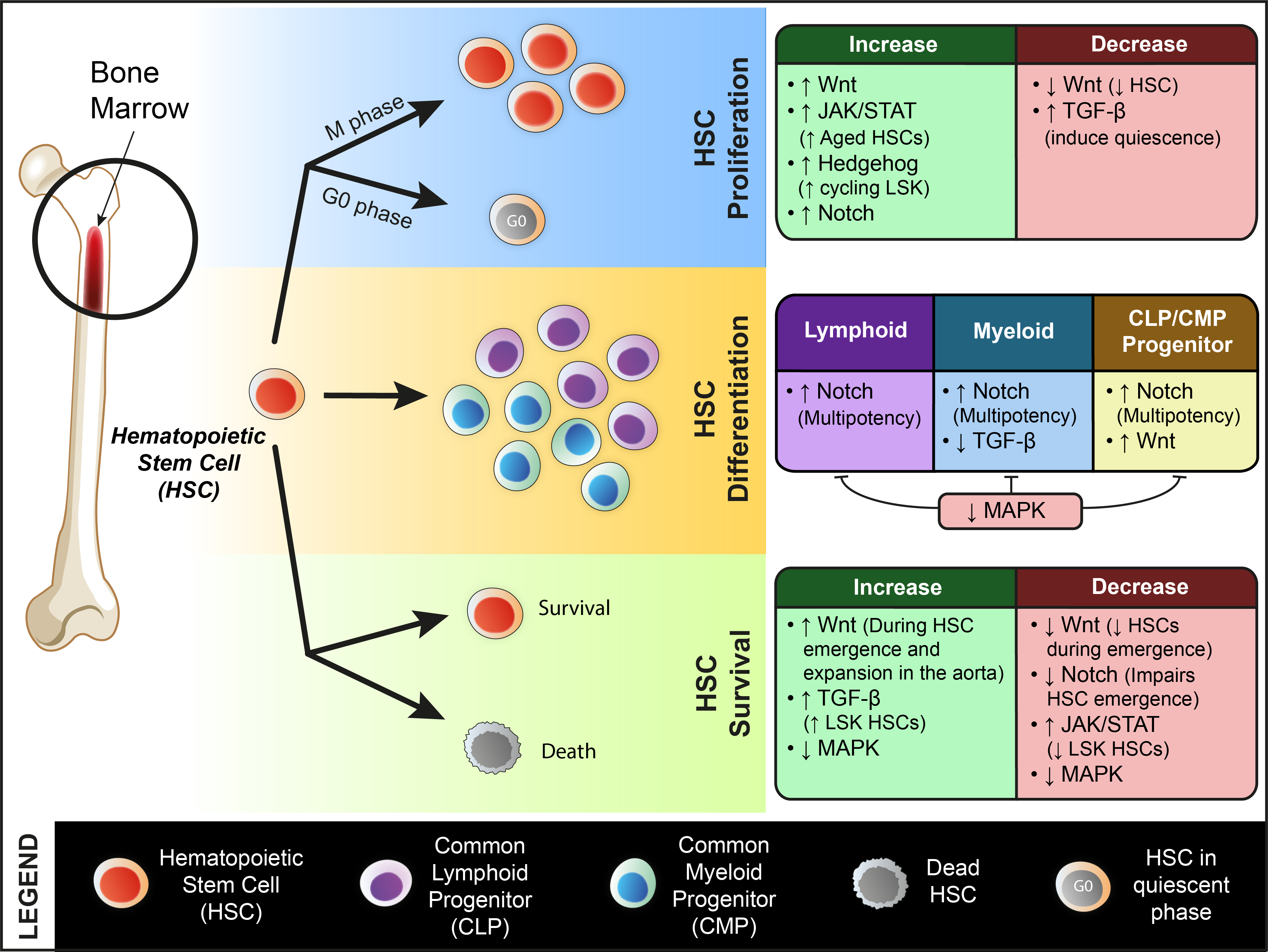 Biomolecules 11 00667 g003 Biomolecules 11 00667 g003