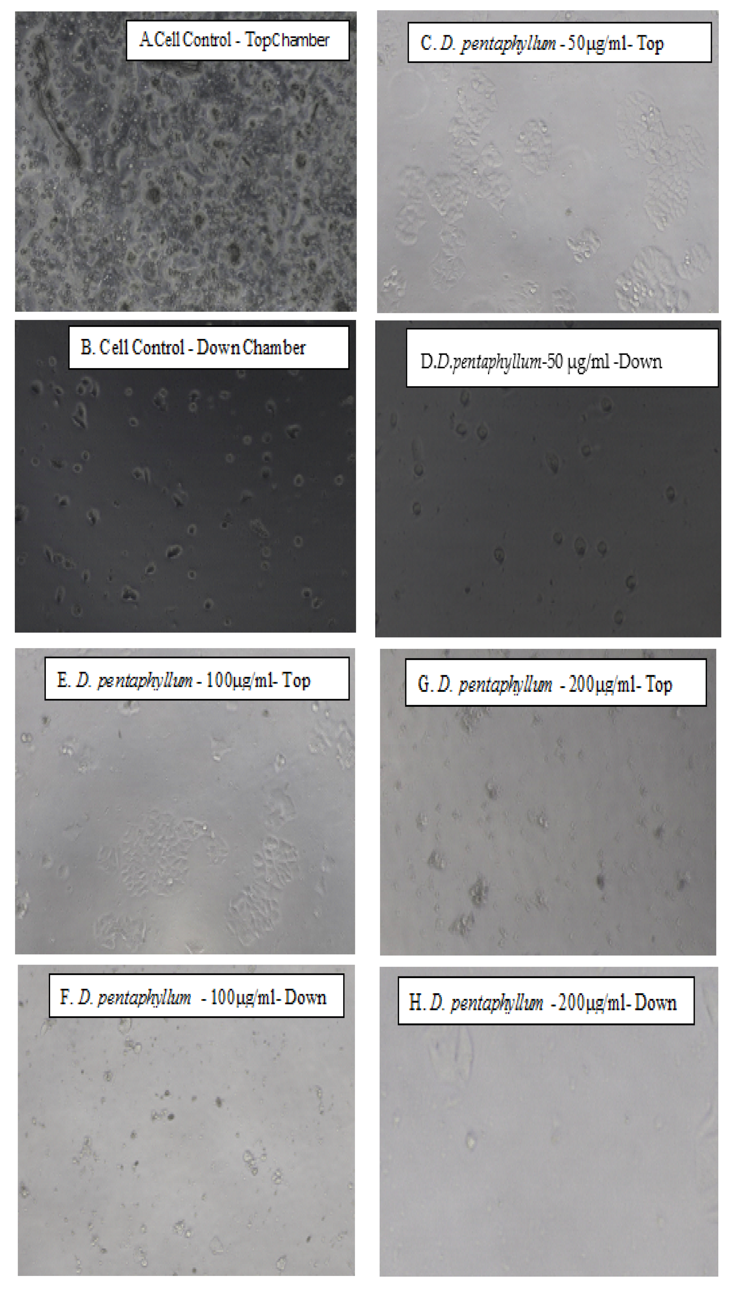 Biomolecules 11 00671 g004a Biomolecules 11 00671 g004a