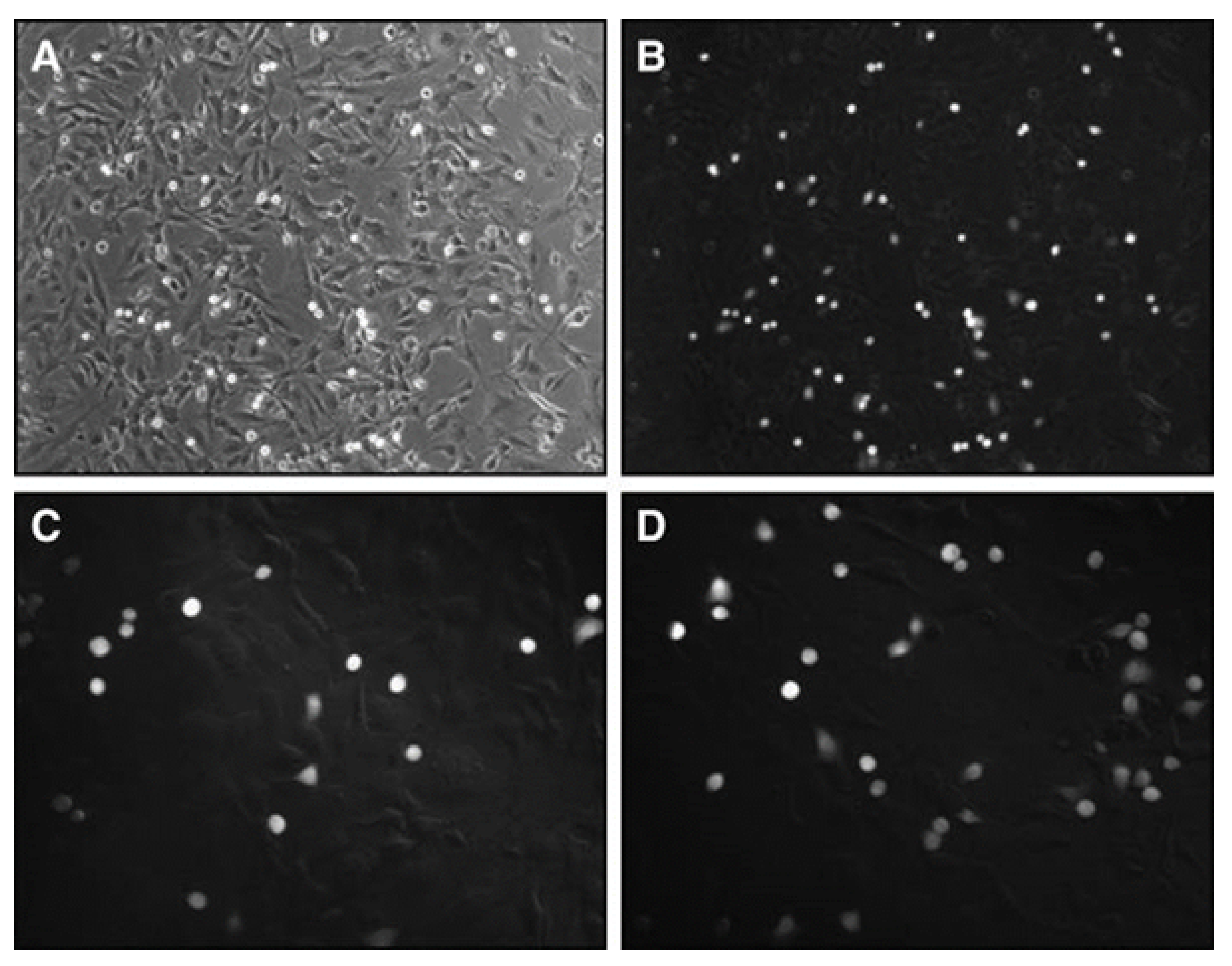 Biomolecules 11 00671 g005 Biomolecules 11 00671 g005