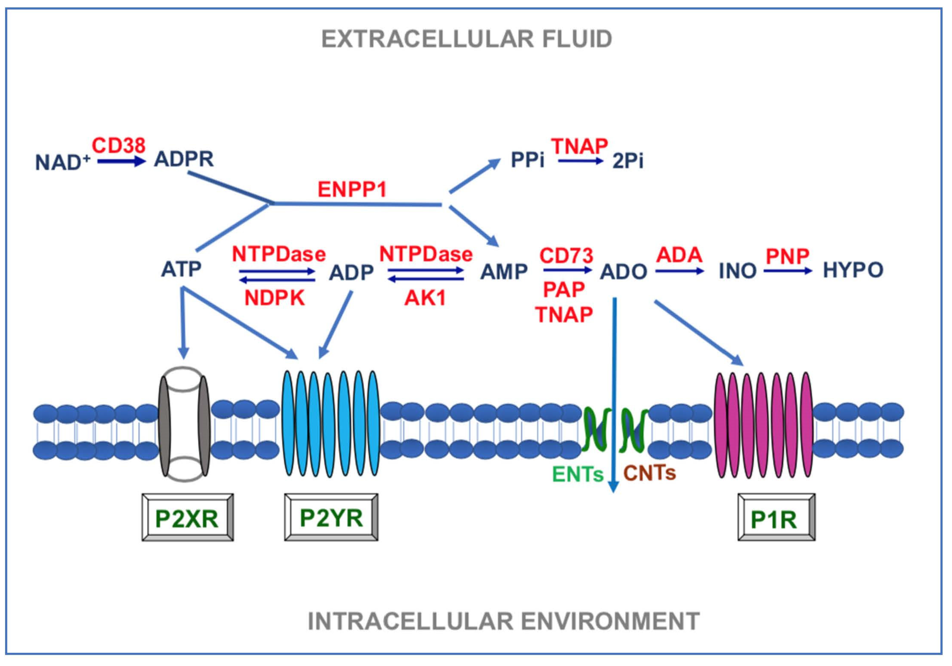 Biomolecules 11 00679 g001 Biomolecules 11 00679 g001