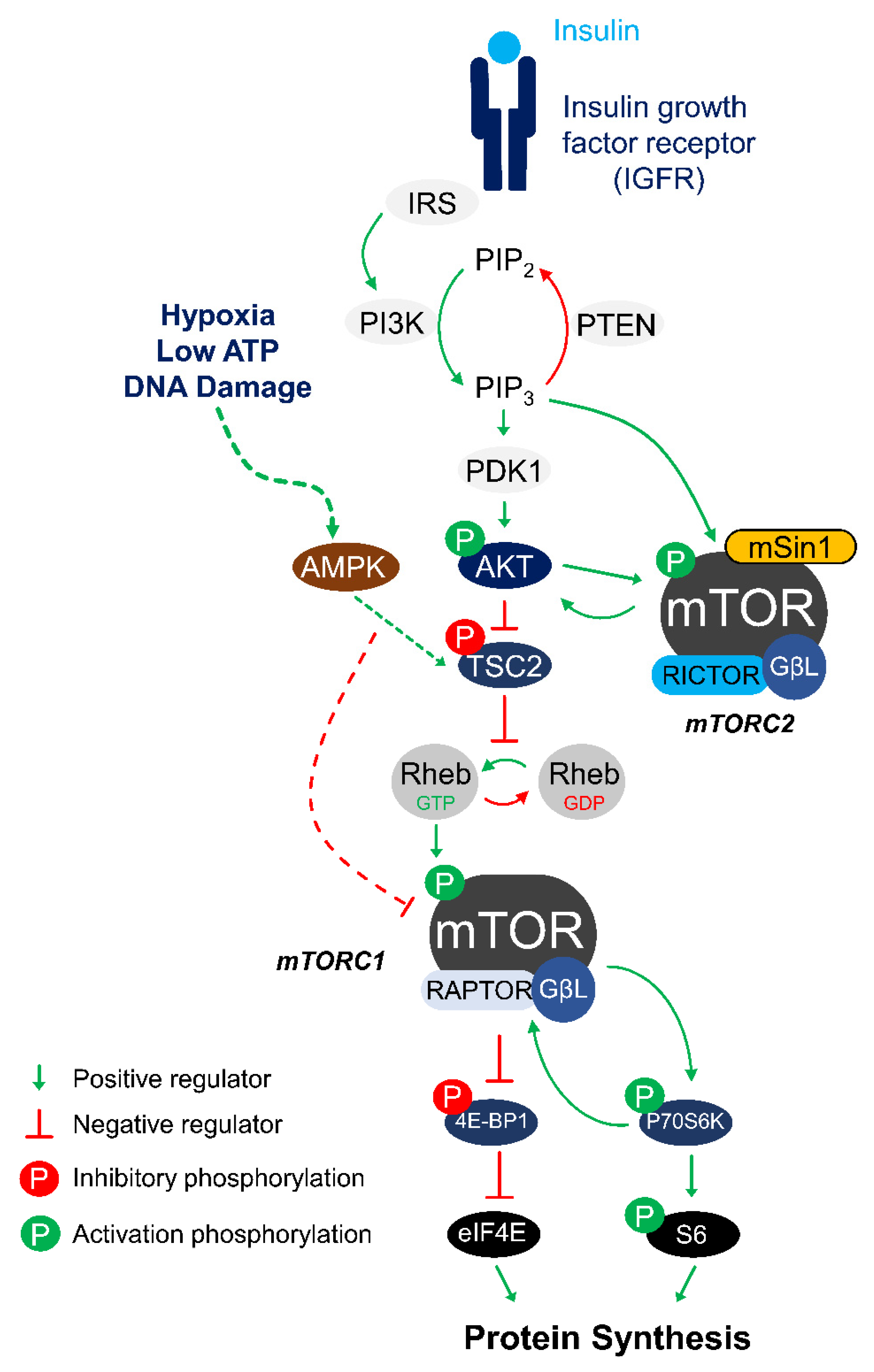 Biomolecules 11 00681 g001