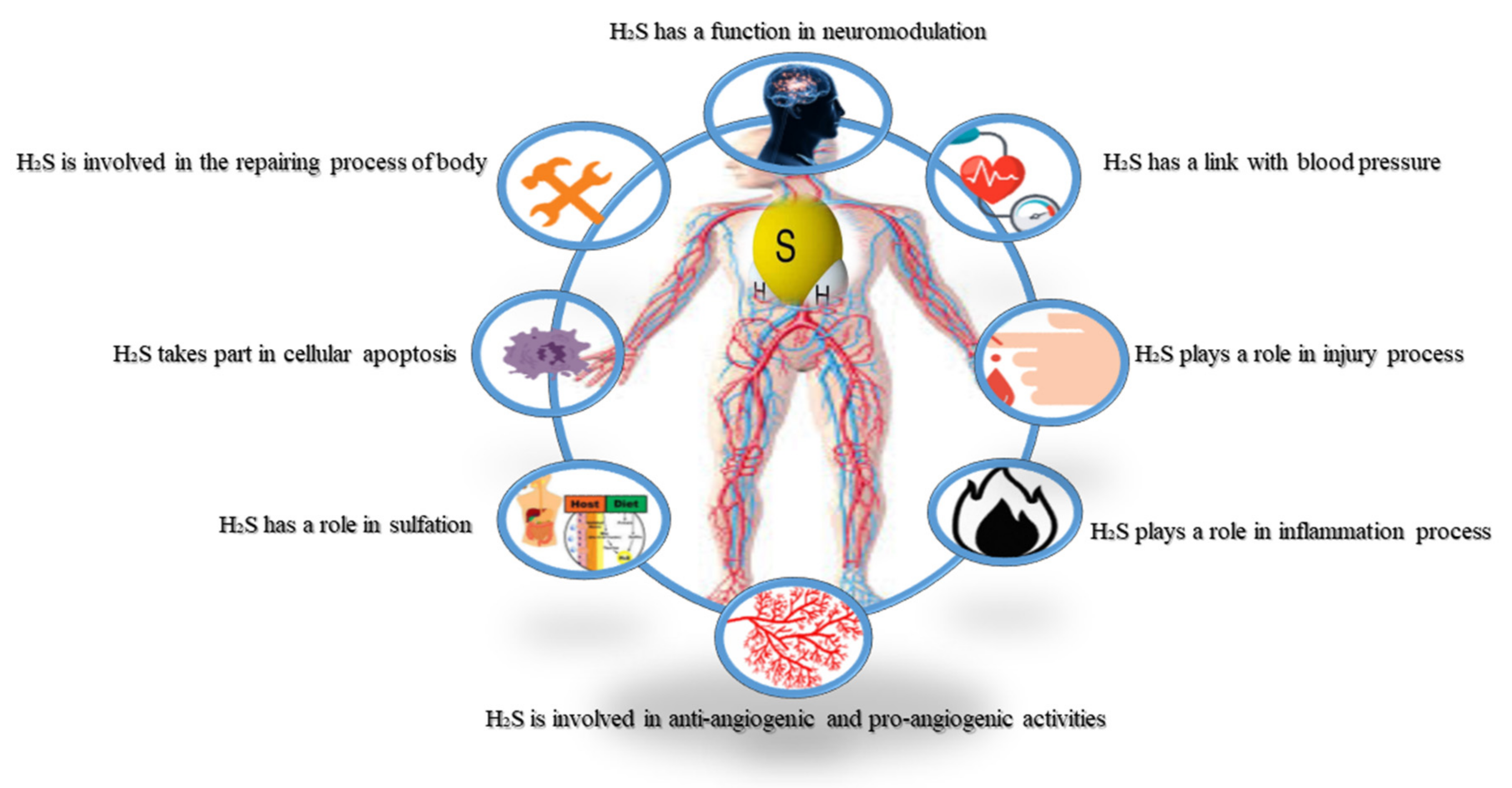 1 Schematic diagram showing the anatomy of the human breast.