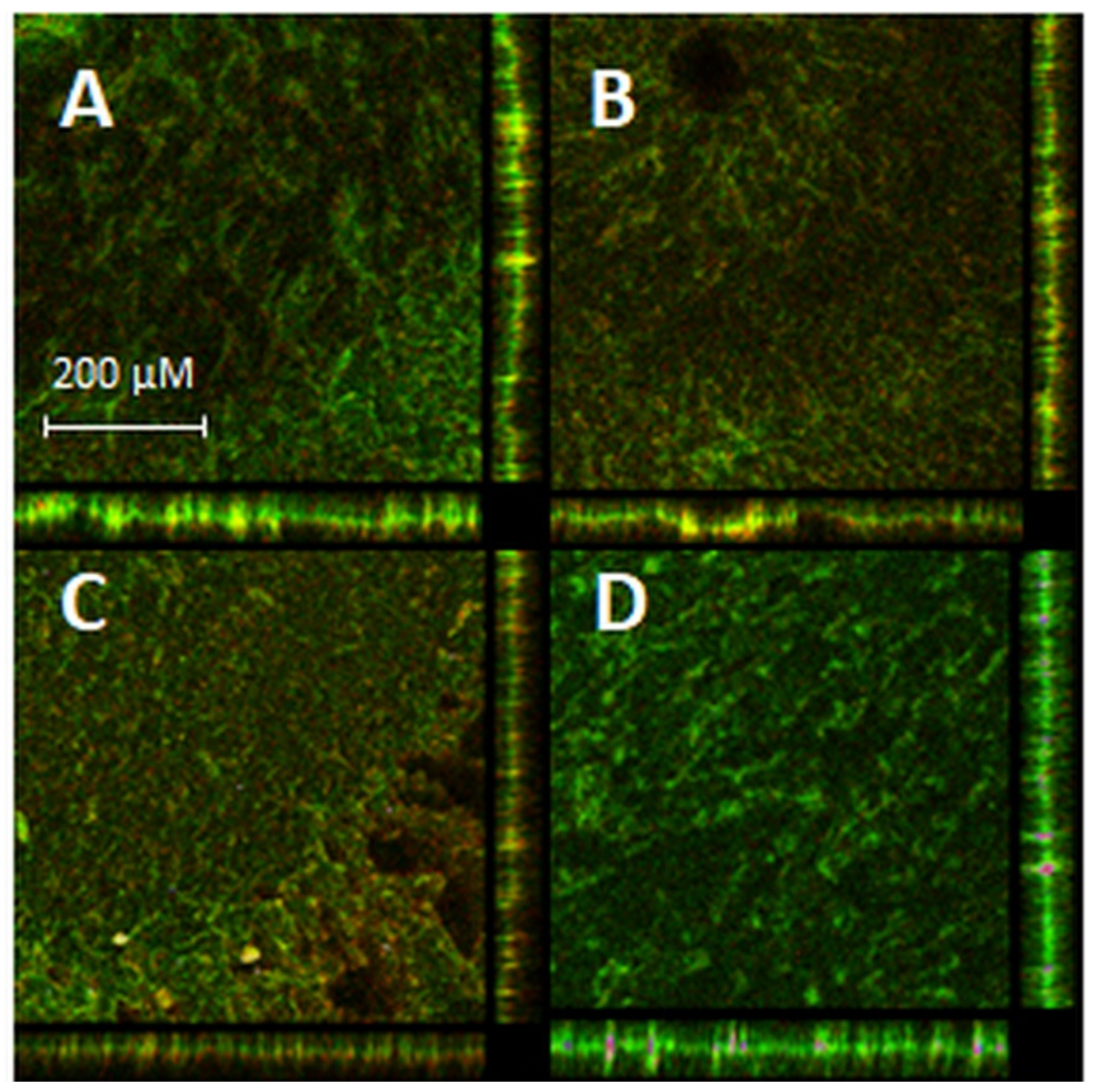 Biomolecules 11 00693 g005 Biomolecules 11 00693 g005