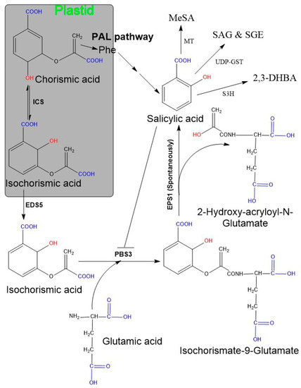 Biomolecules Free Full Text Salicylic Acid Biosynthesis And Metabolism A Divergent Pathway For Plants And Bacteria Html