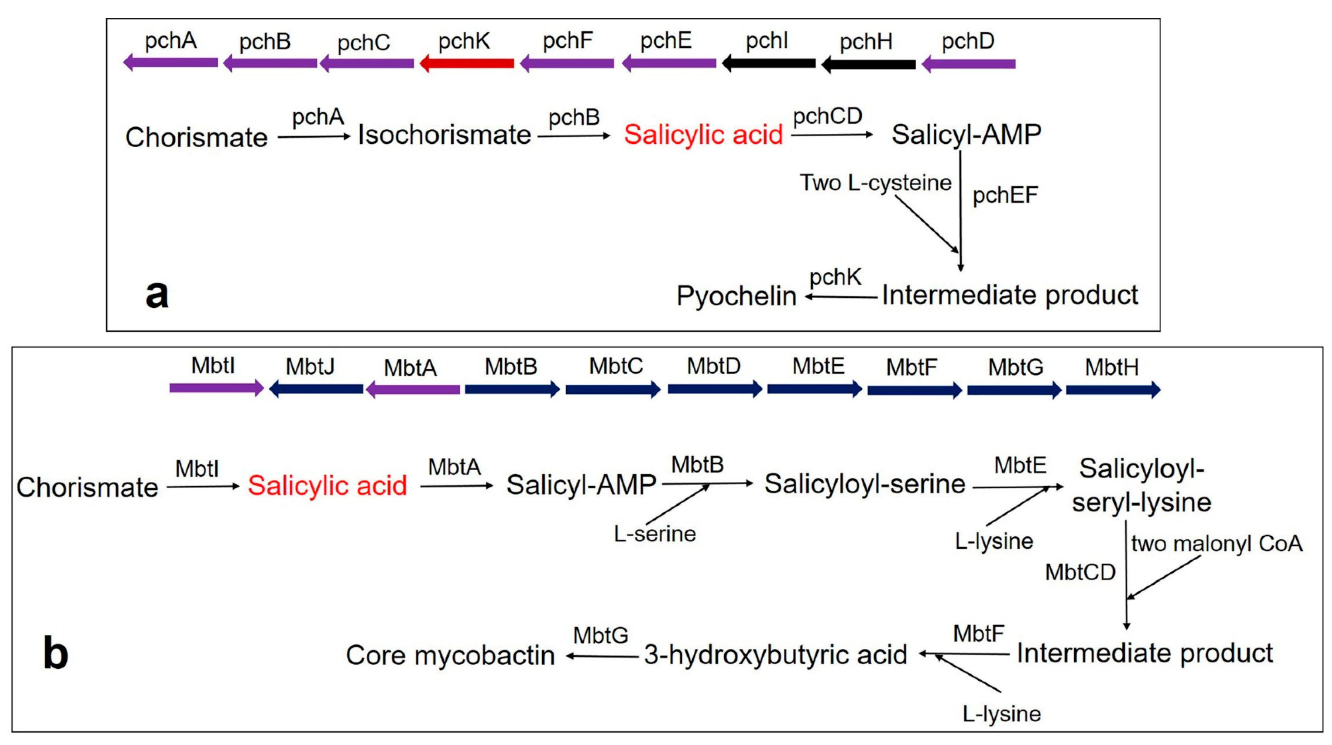 Biomolecules 11 00705 g003