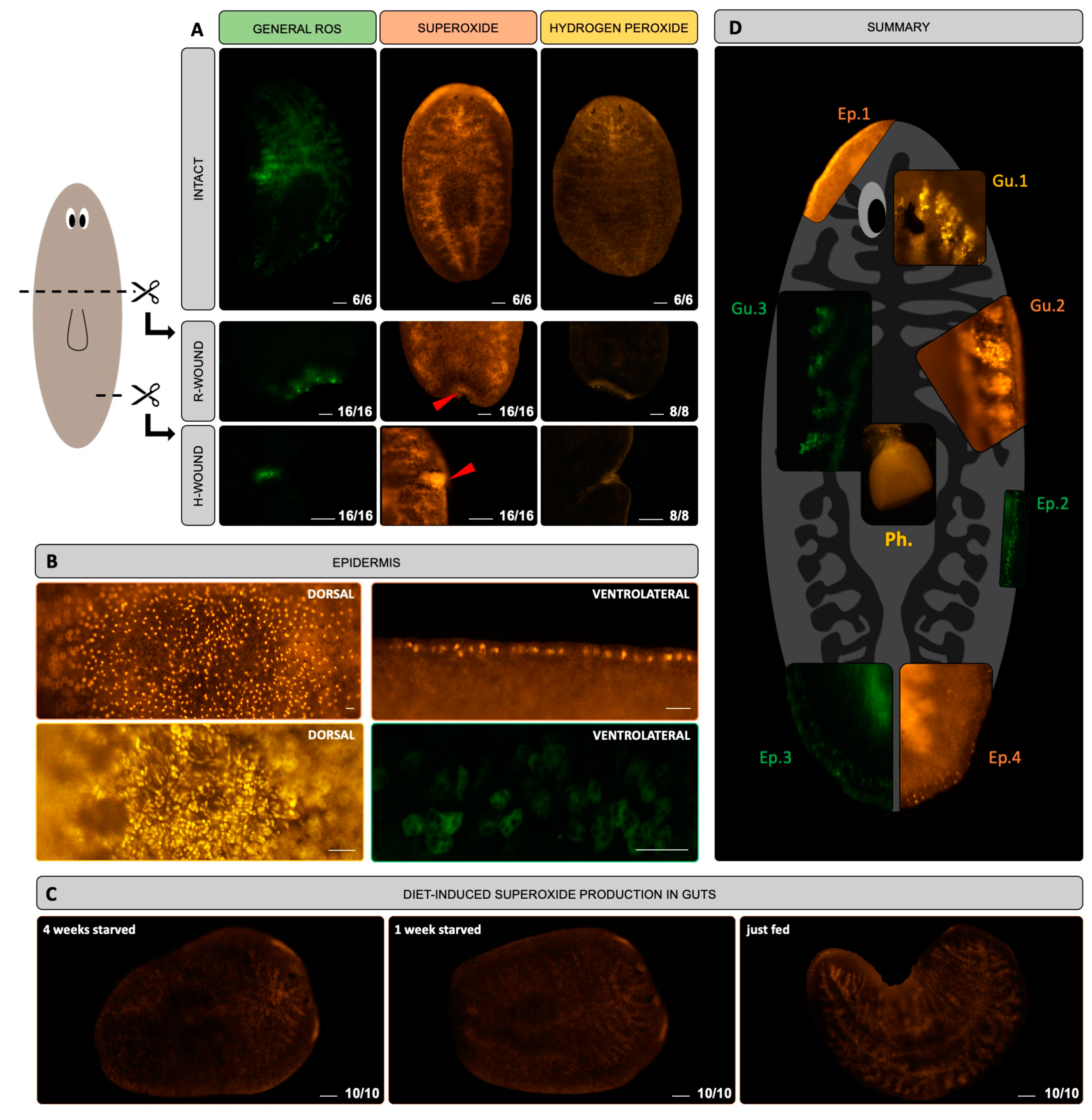 Biomolecules 11 00714 g001 Biomolecules 11 00714 g001
